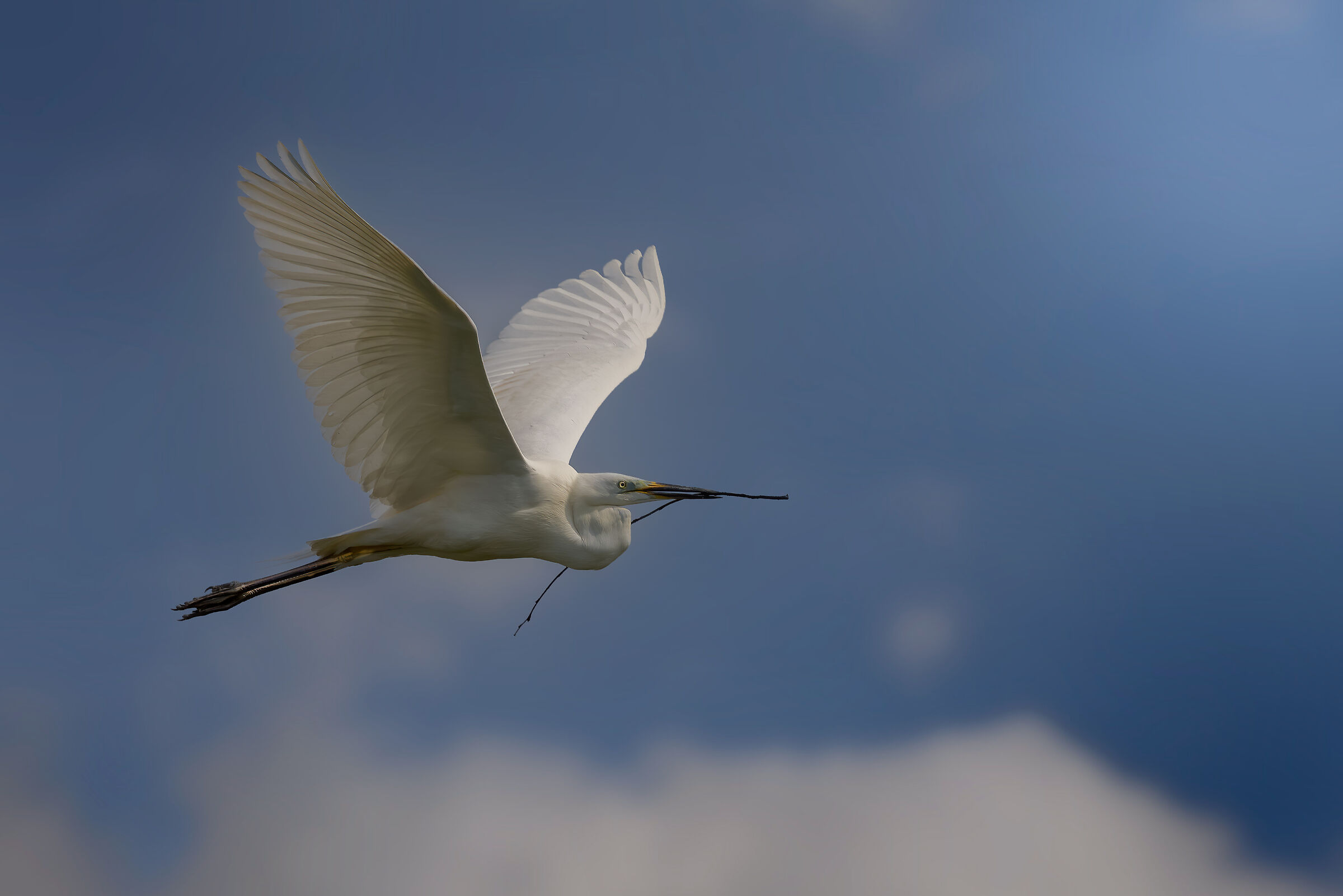 Airone bianco maggiore