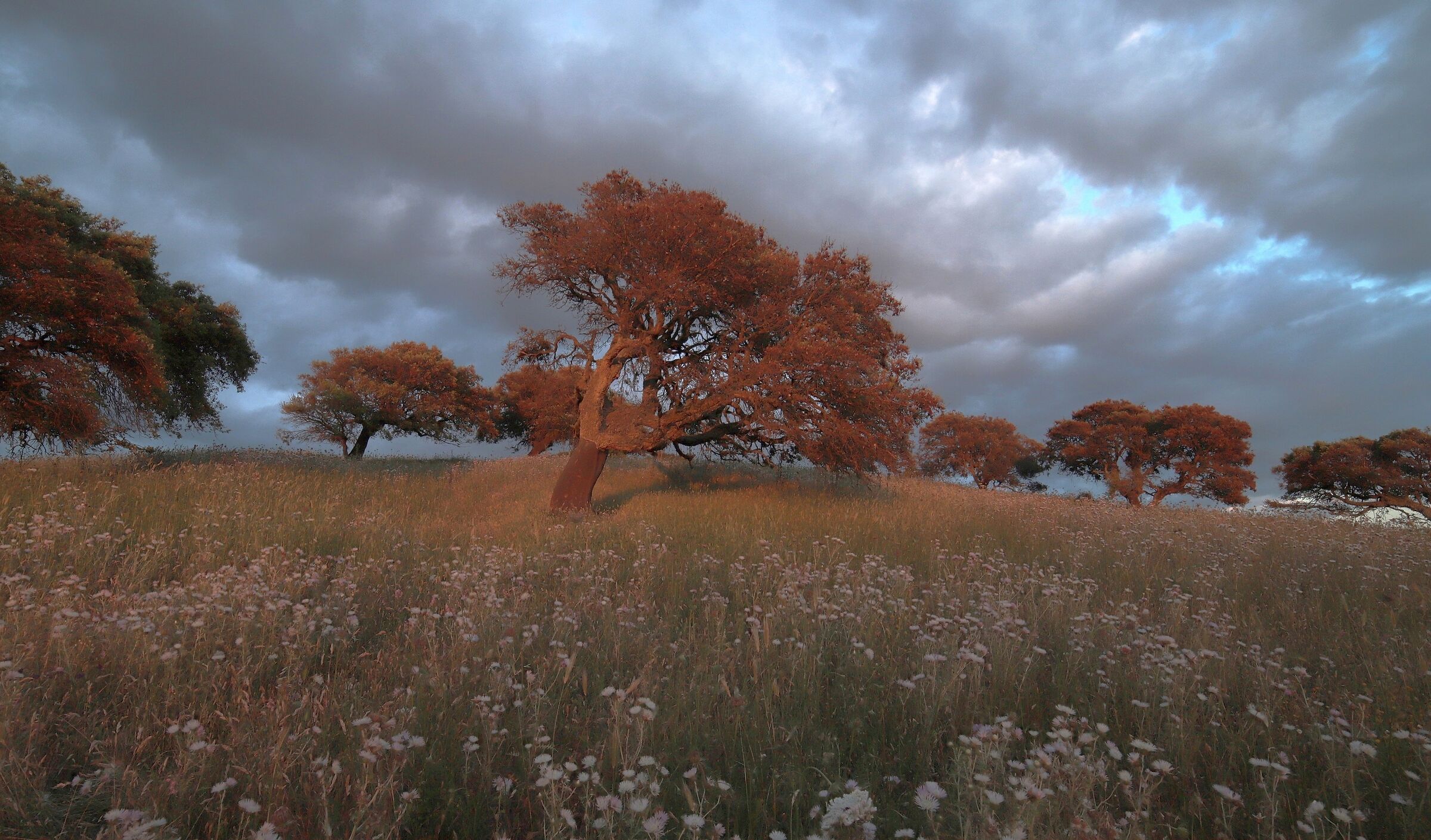 Cork trees