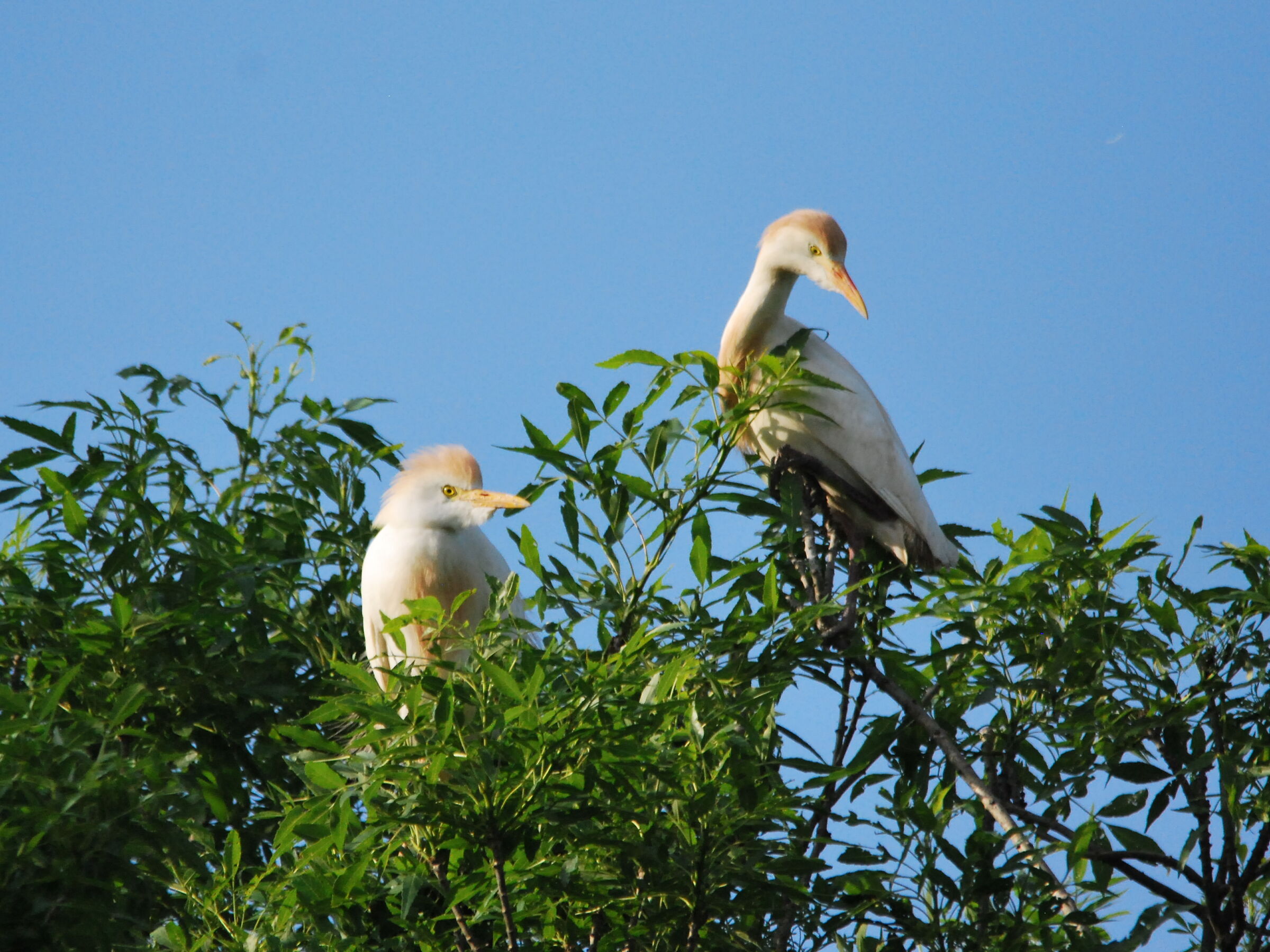 cattle herons