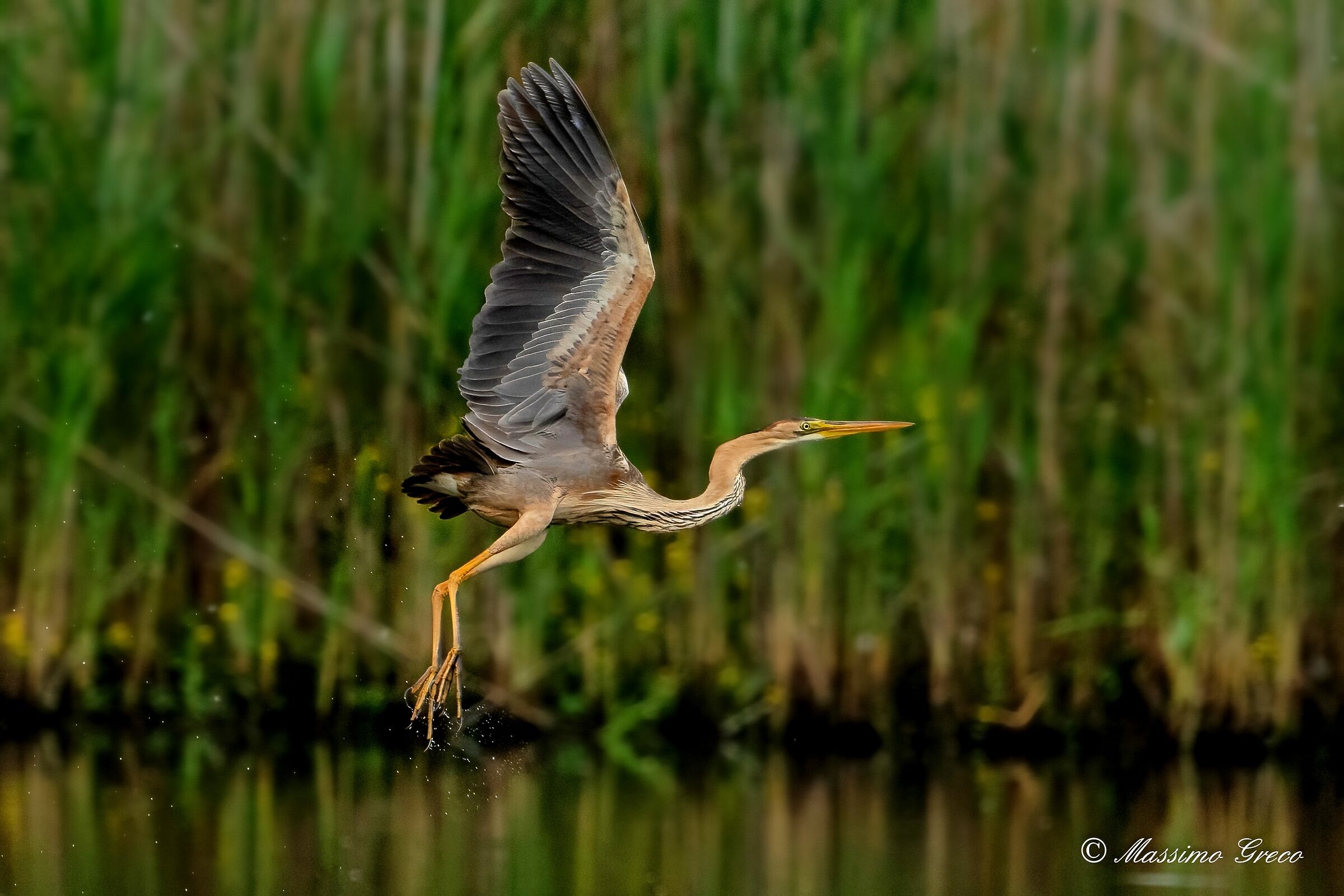 Airone rosso (Ardea purpurea)