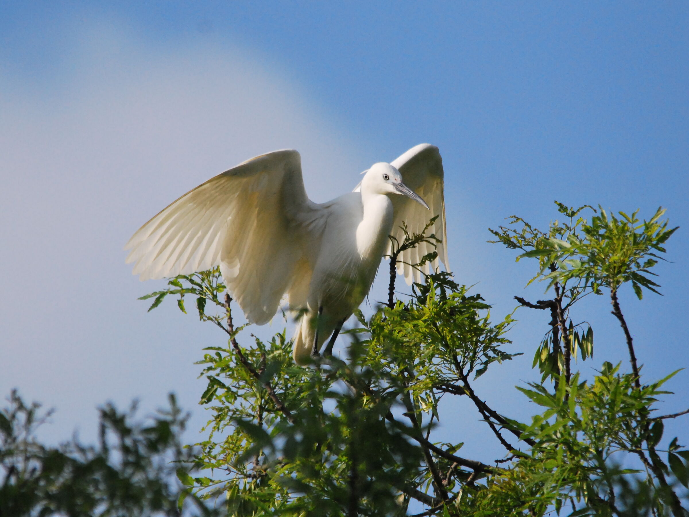 egret
