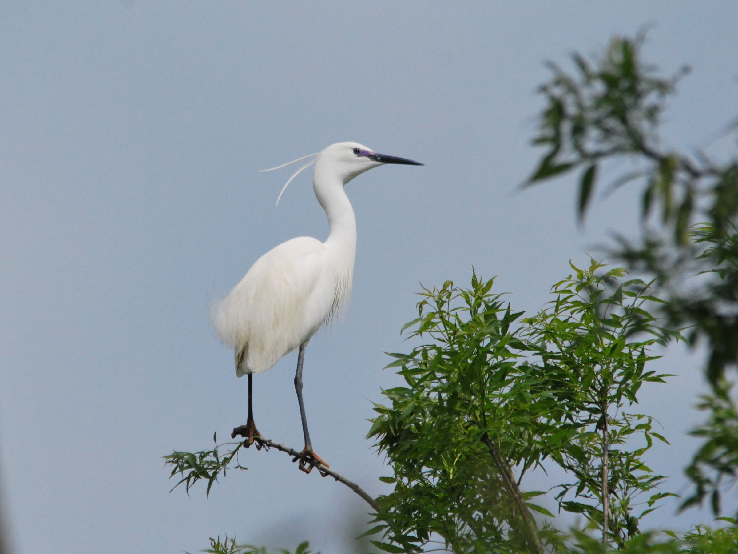 egret