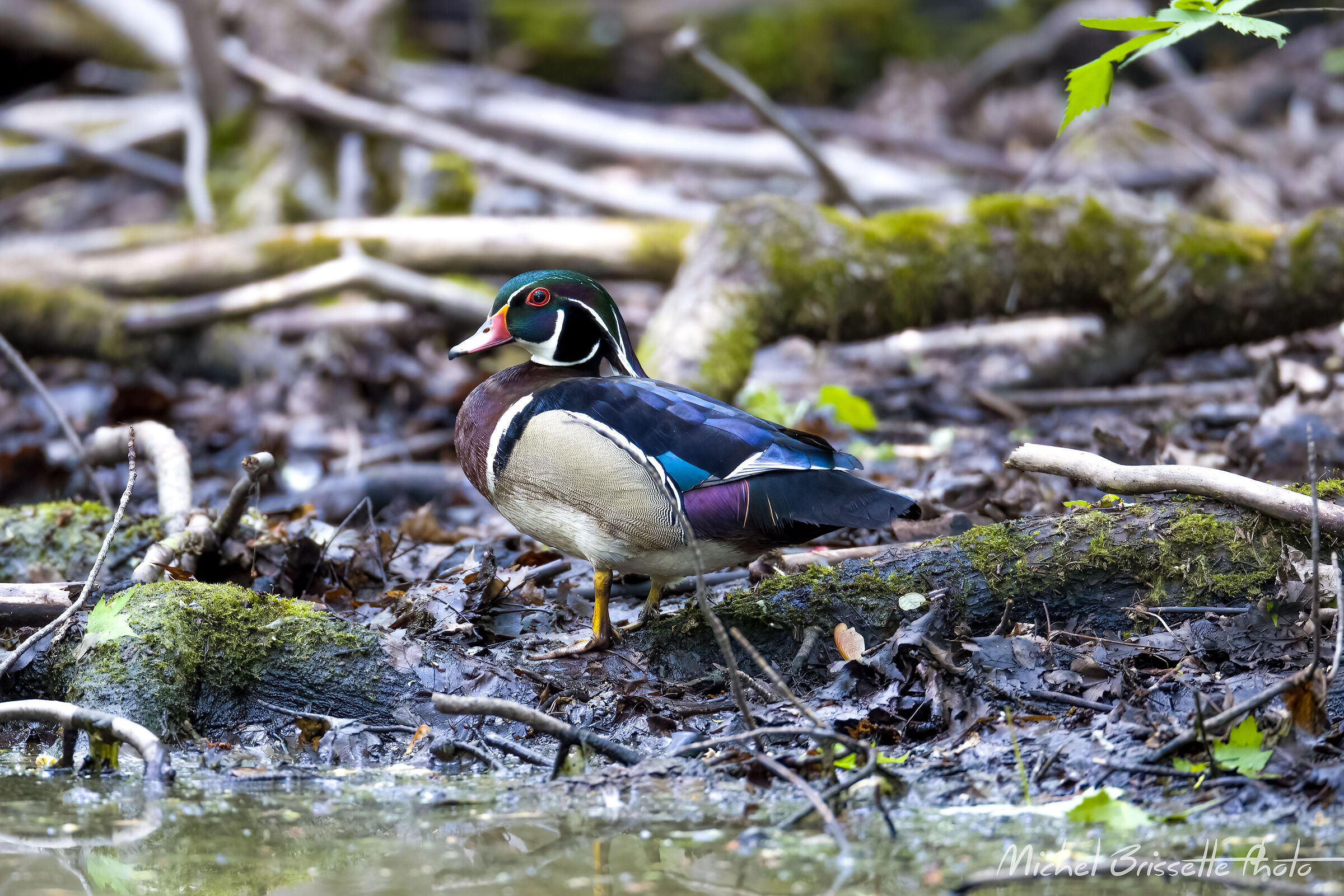 Male Wood Duck