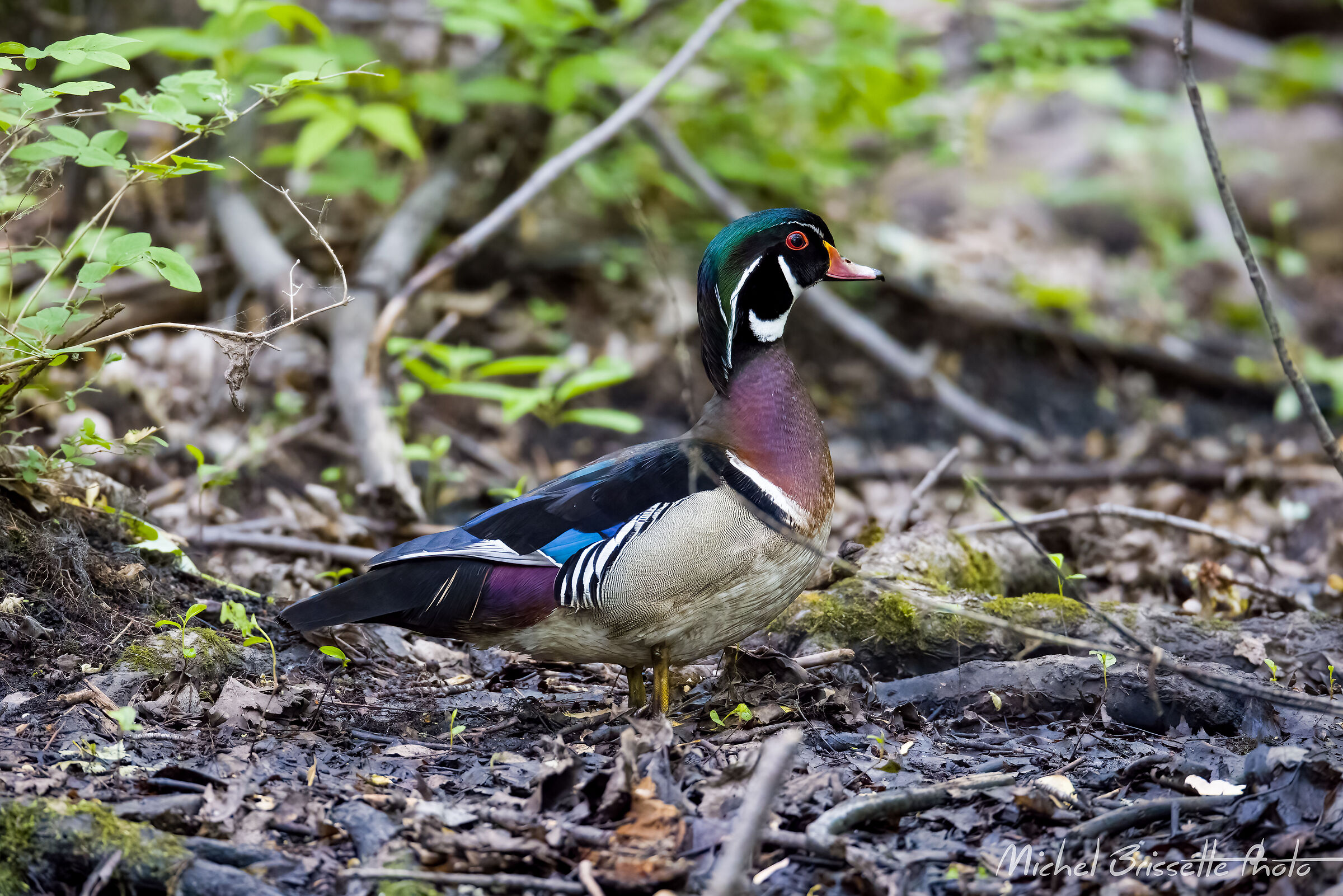 Male Wood Duck