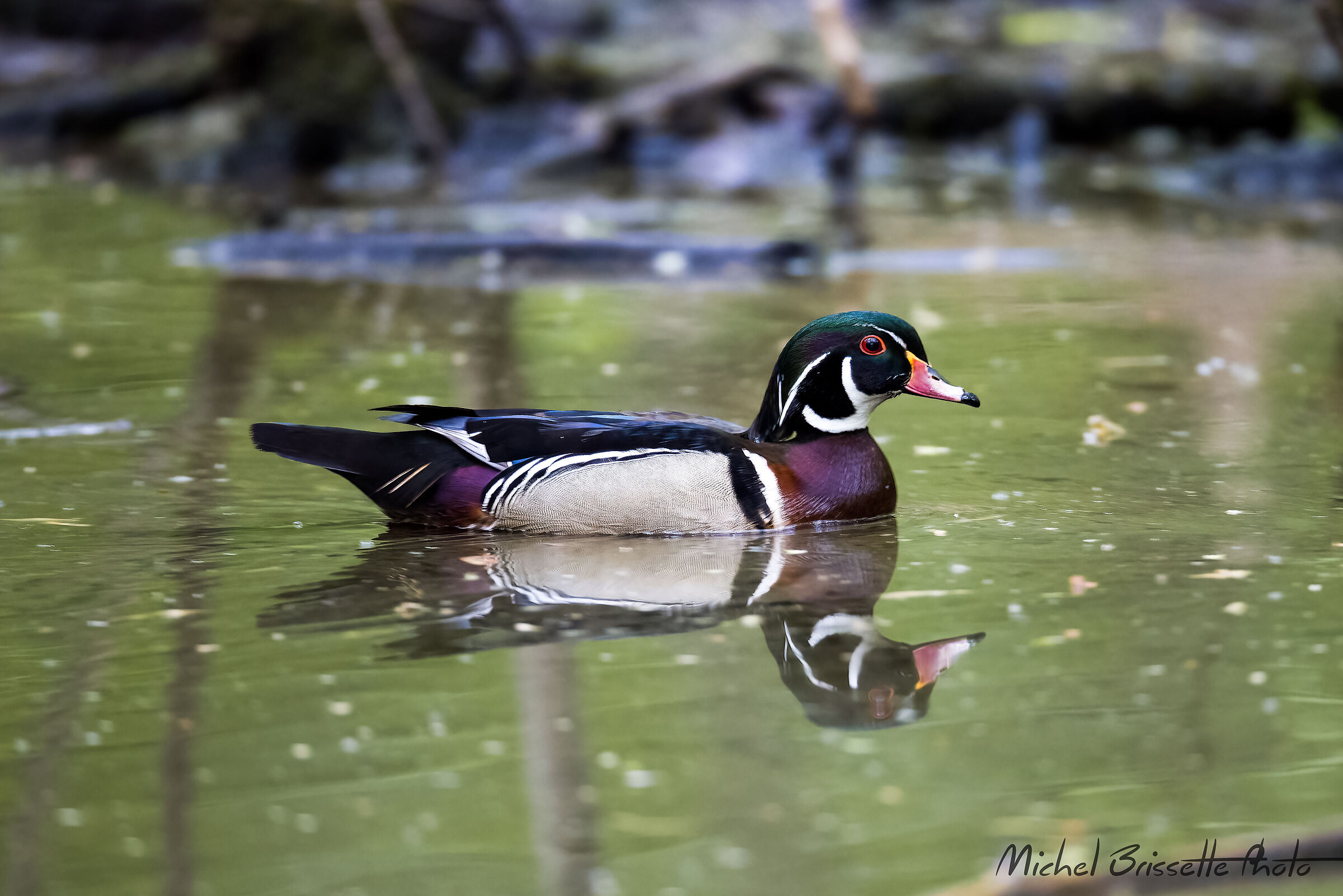 Male Wood Duck