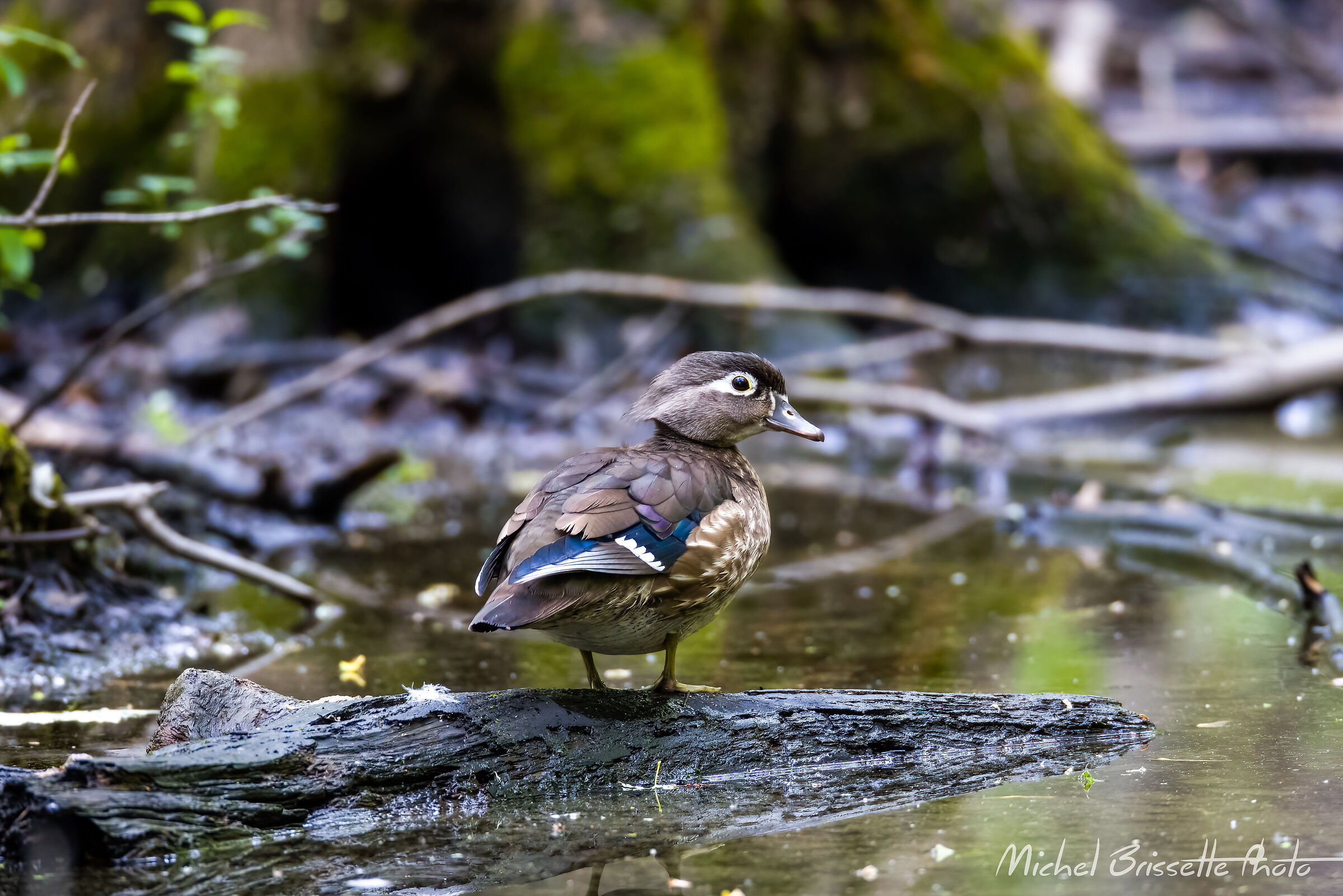 Female Wood Duck