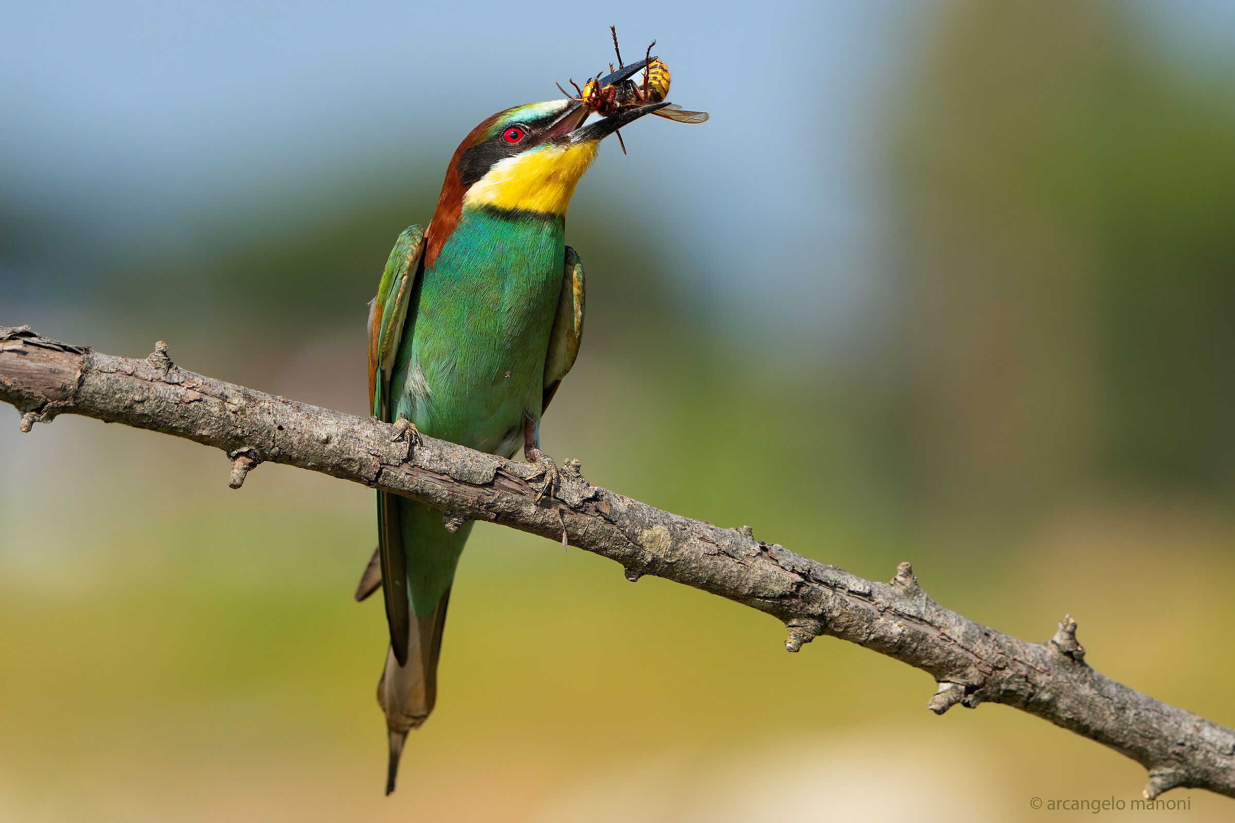 The red-eyed executioner