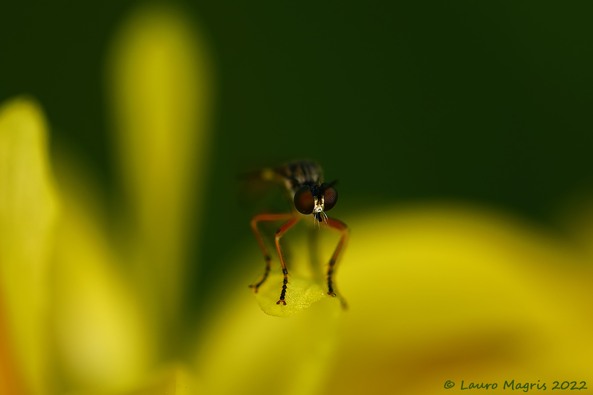 On the yellow trampoline