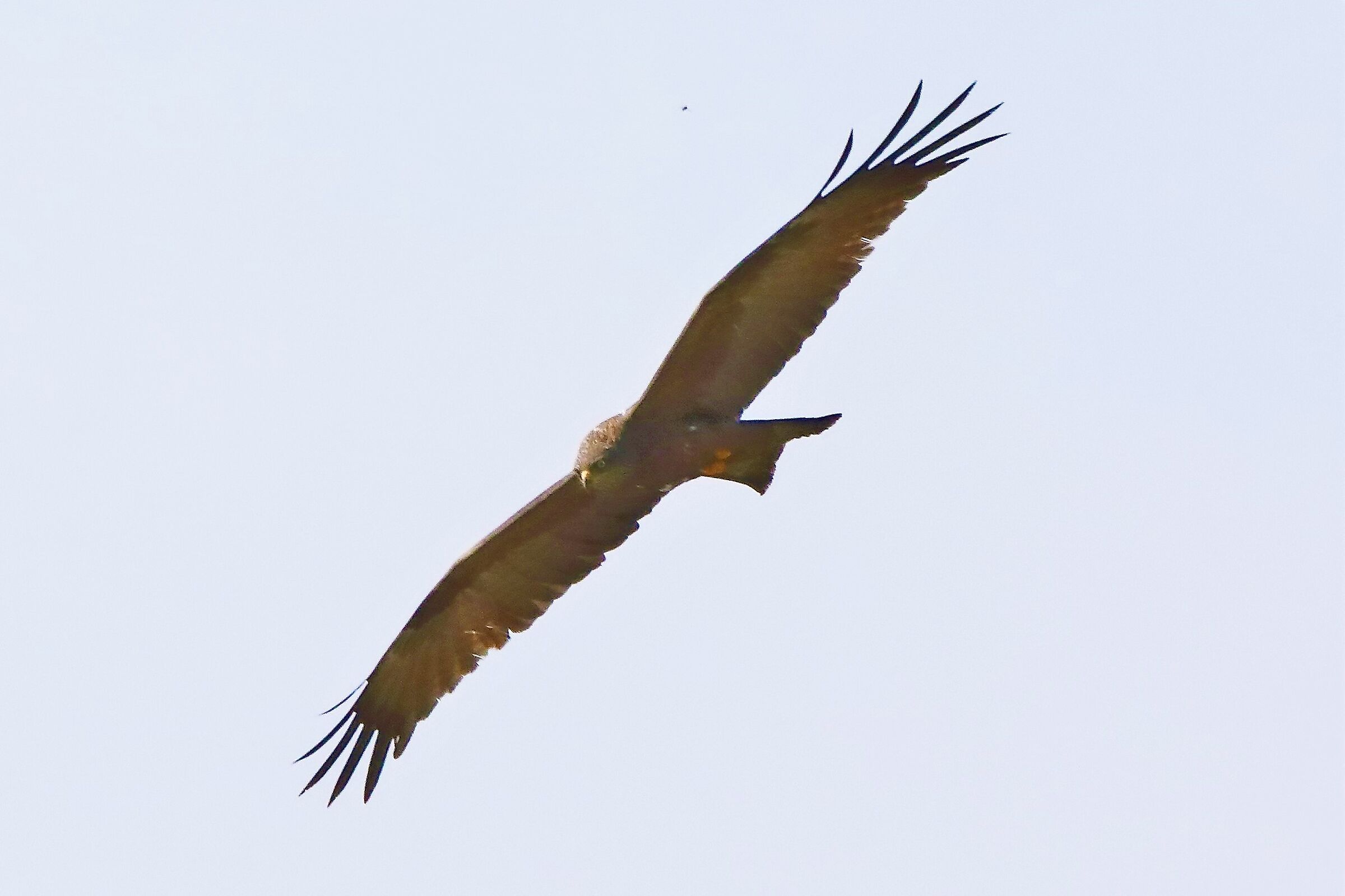 Nibbio bruno 29-04-2022