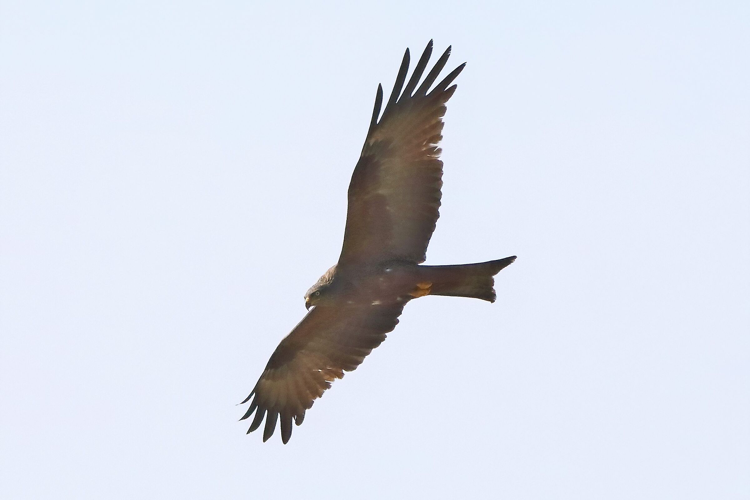 Nibbio bruno 29-04-2022