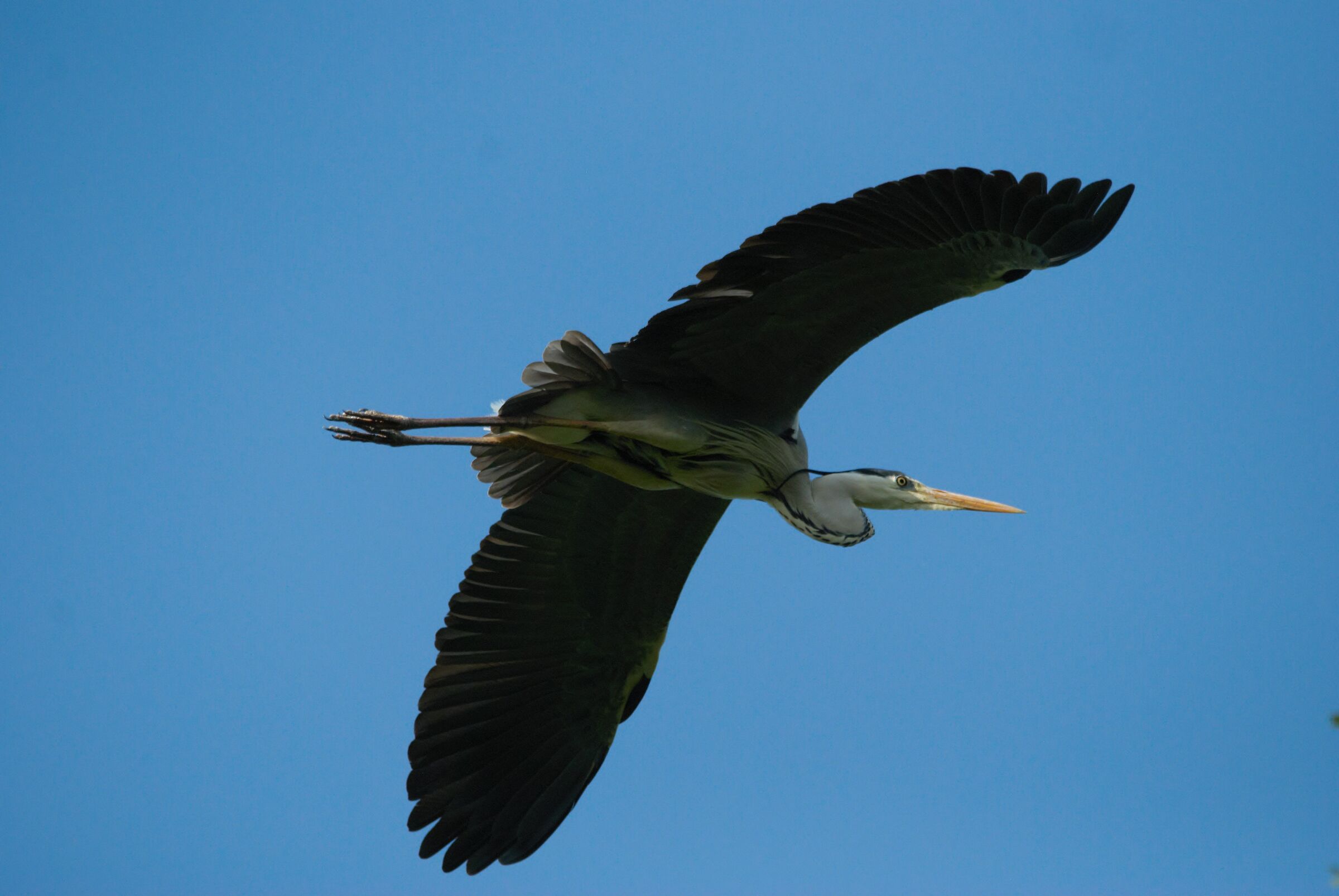 grey heron
