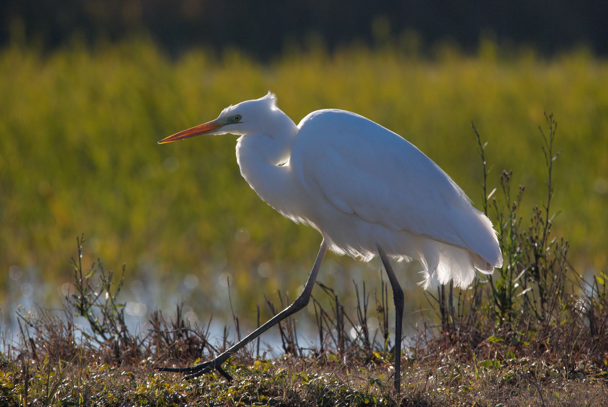 egret