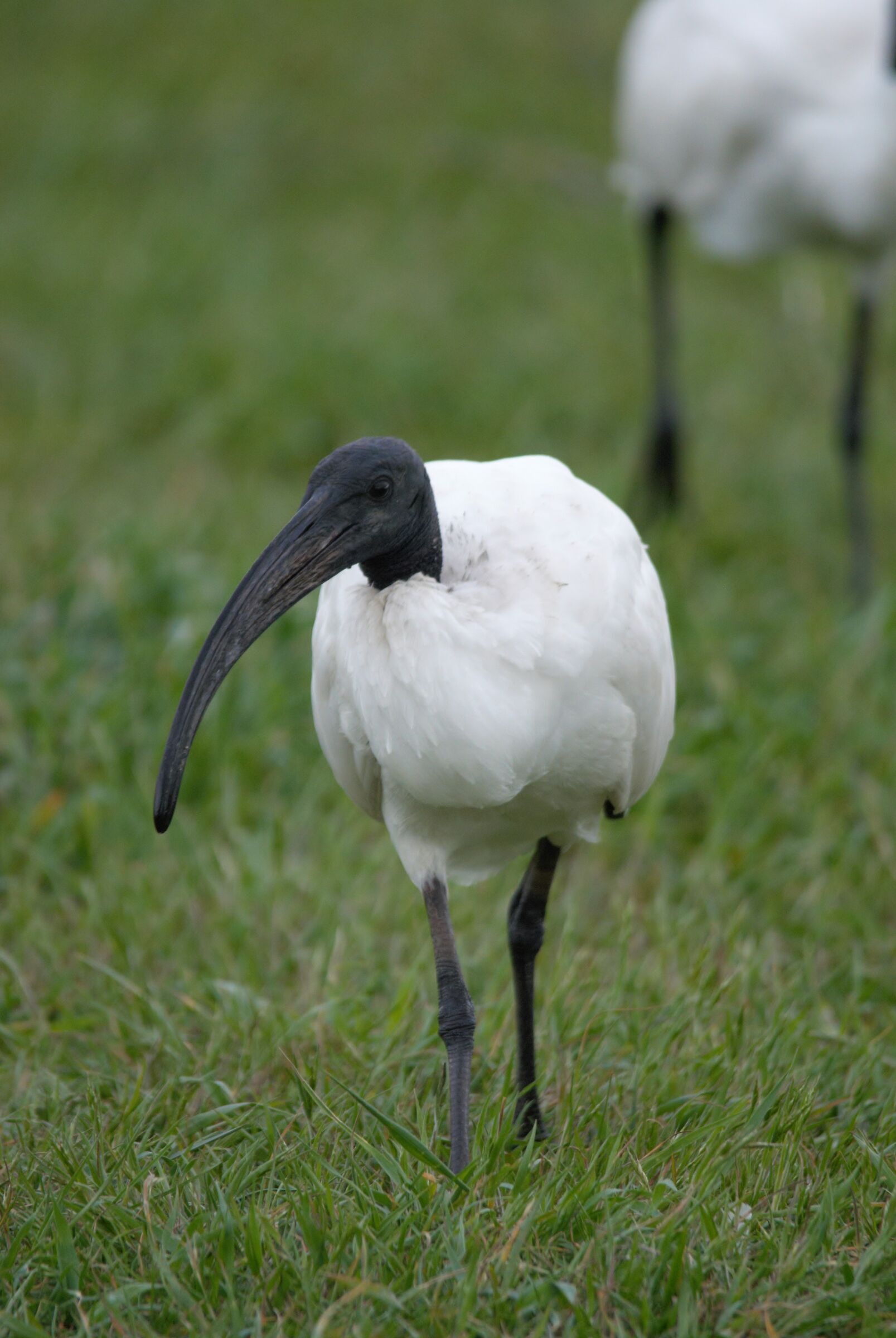 ibis