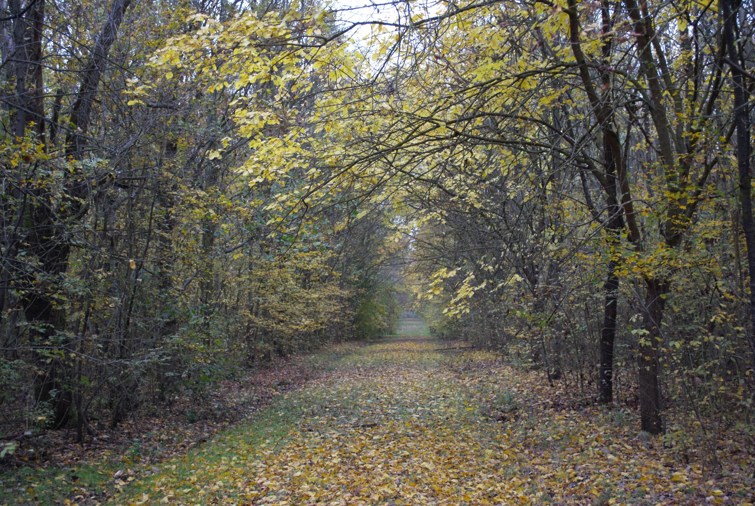 the way in the woods