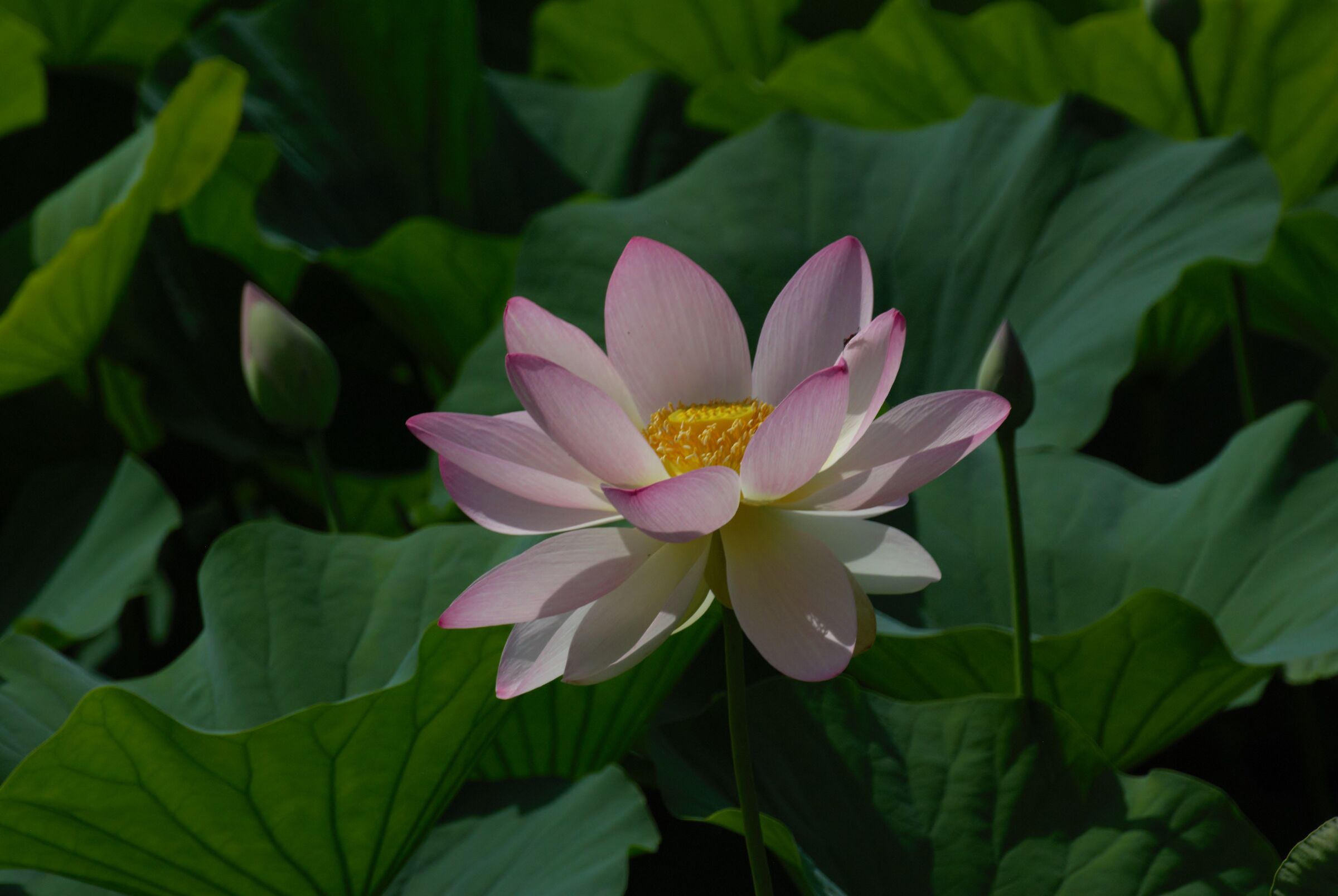 lotus