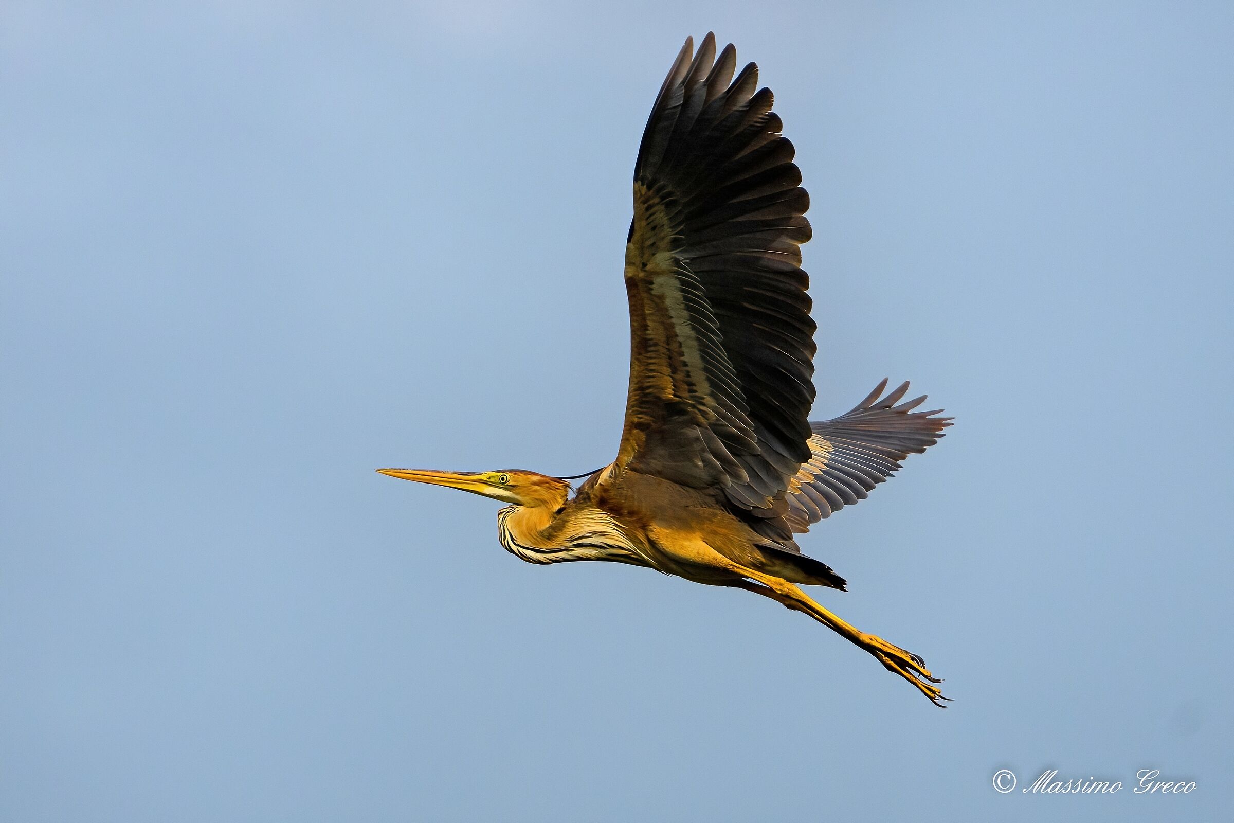Airone rosso (Ardea purpurea)