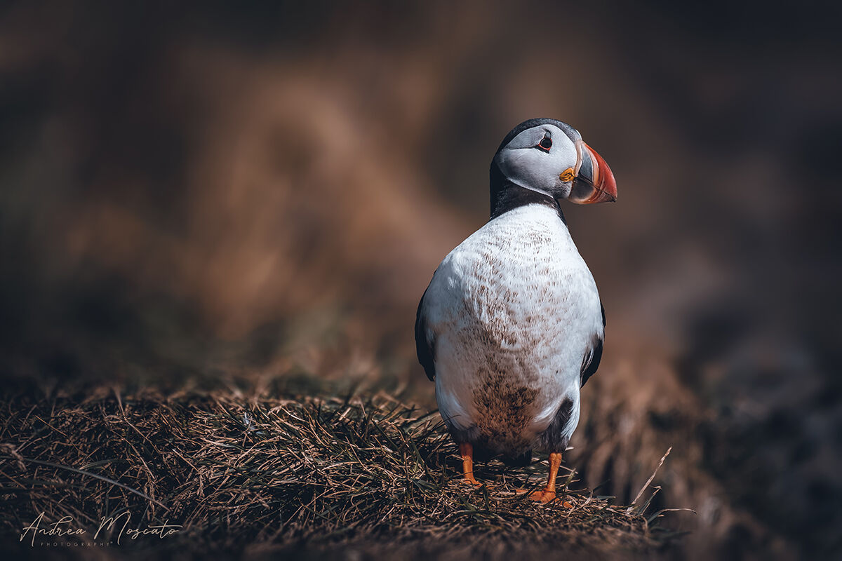 Puffin - Dyrhólaey (Iceland)