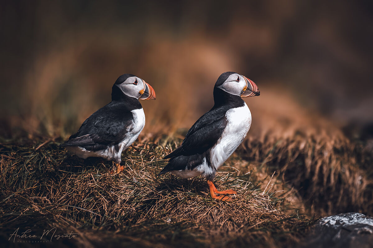 Puffin - Dyrhólaey (Iceland)