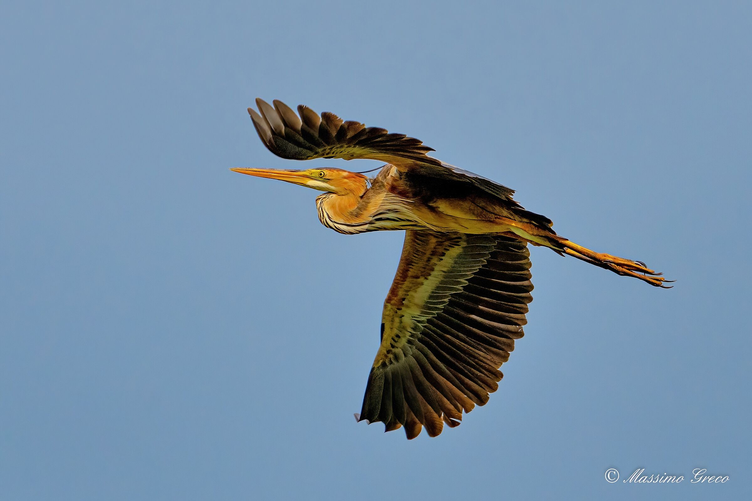 Airone rosso (Ardea purpurea)
