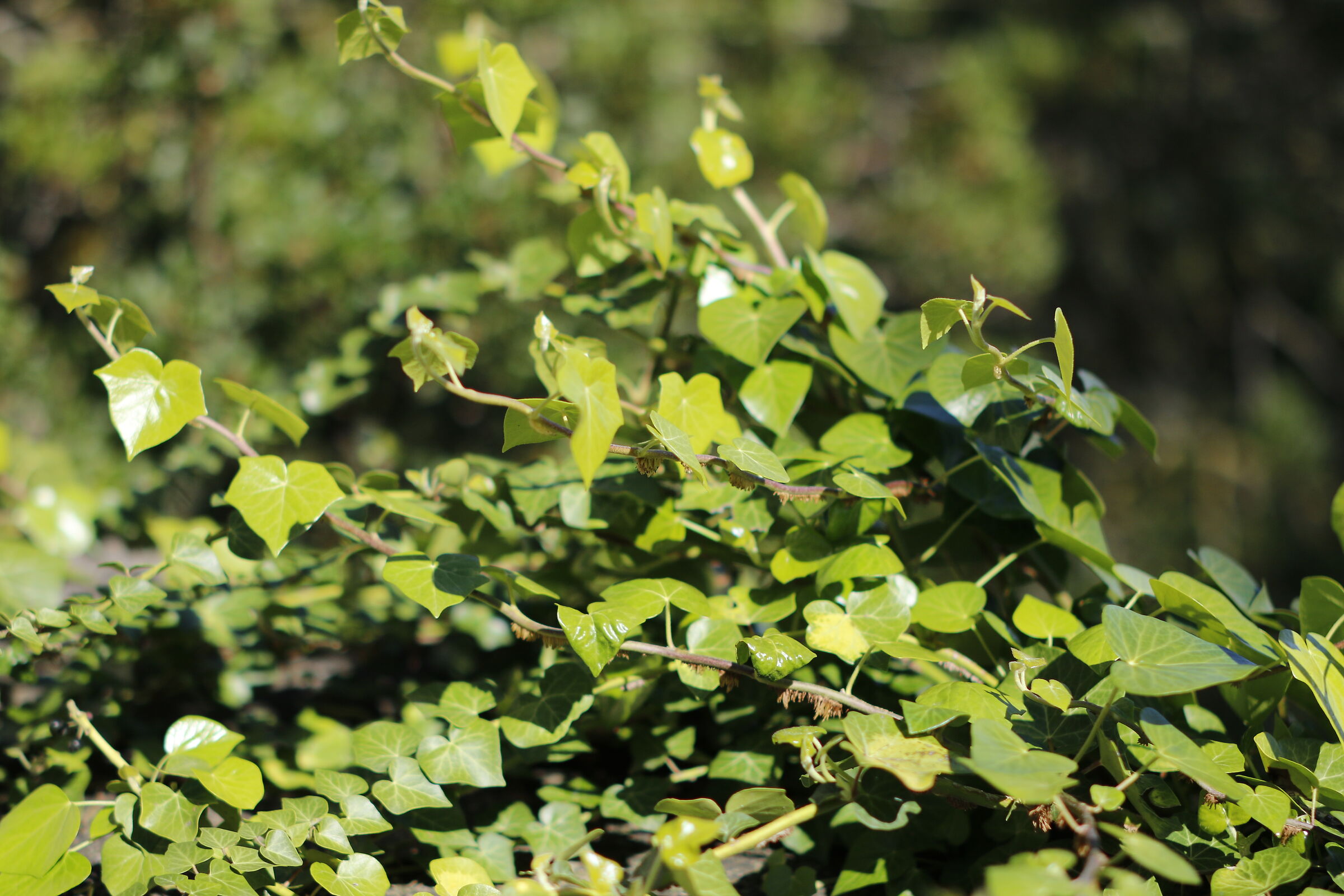 F. 1.8, 1/ 8.0 0 0, ISO 125- Milvus 50, 1.4- 7D II