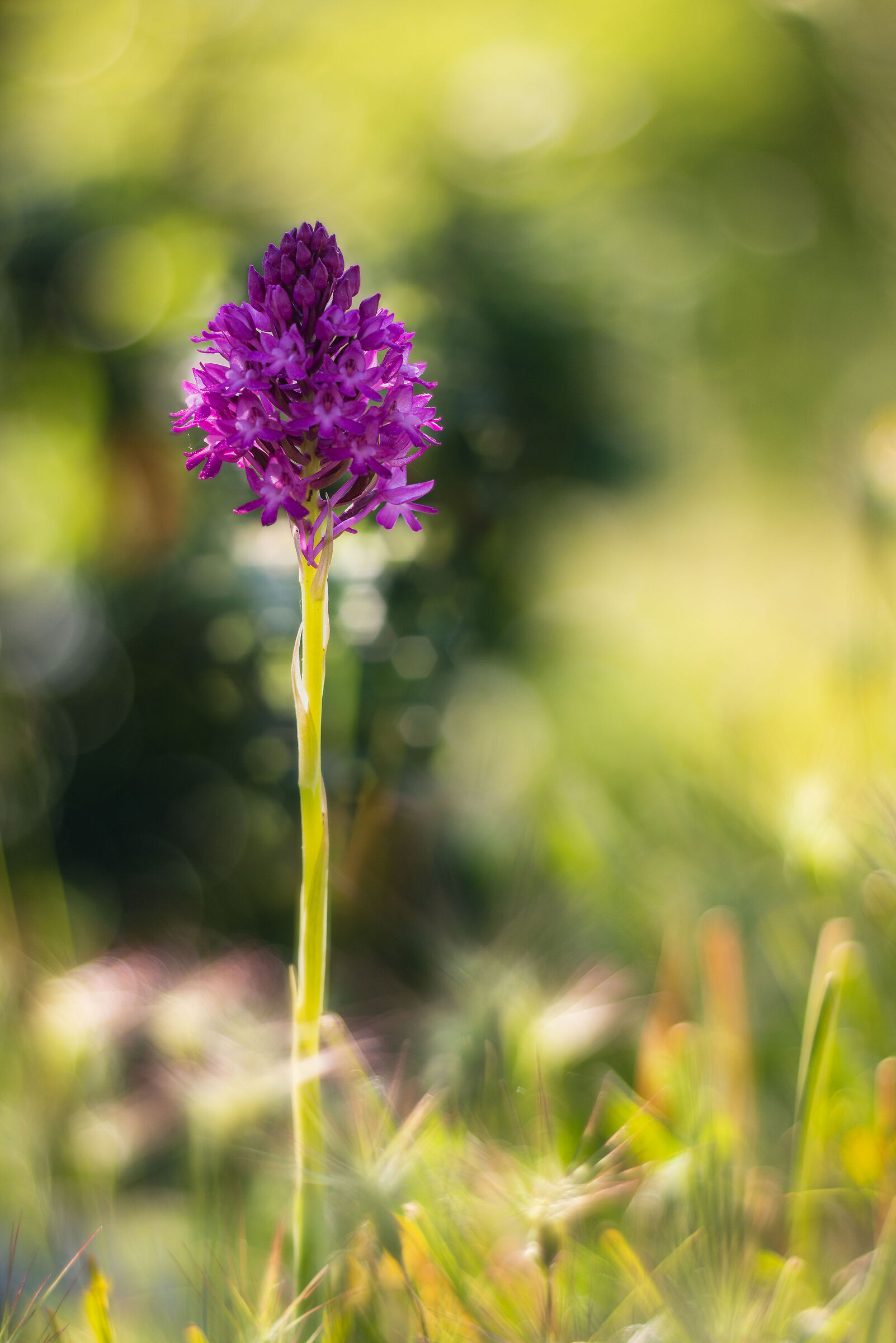 Anacamptis pyramidalis