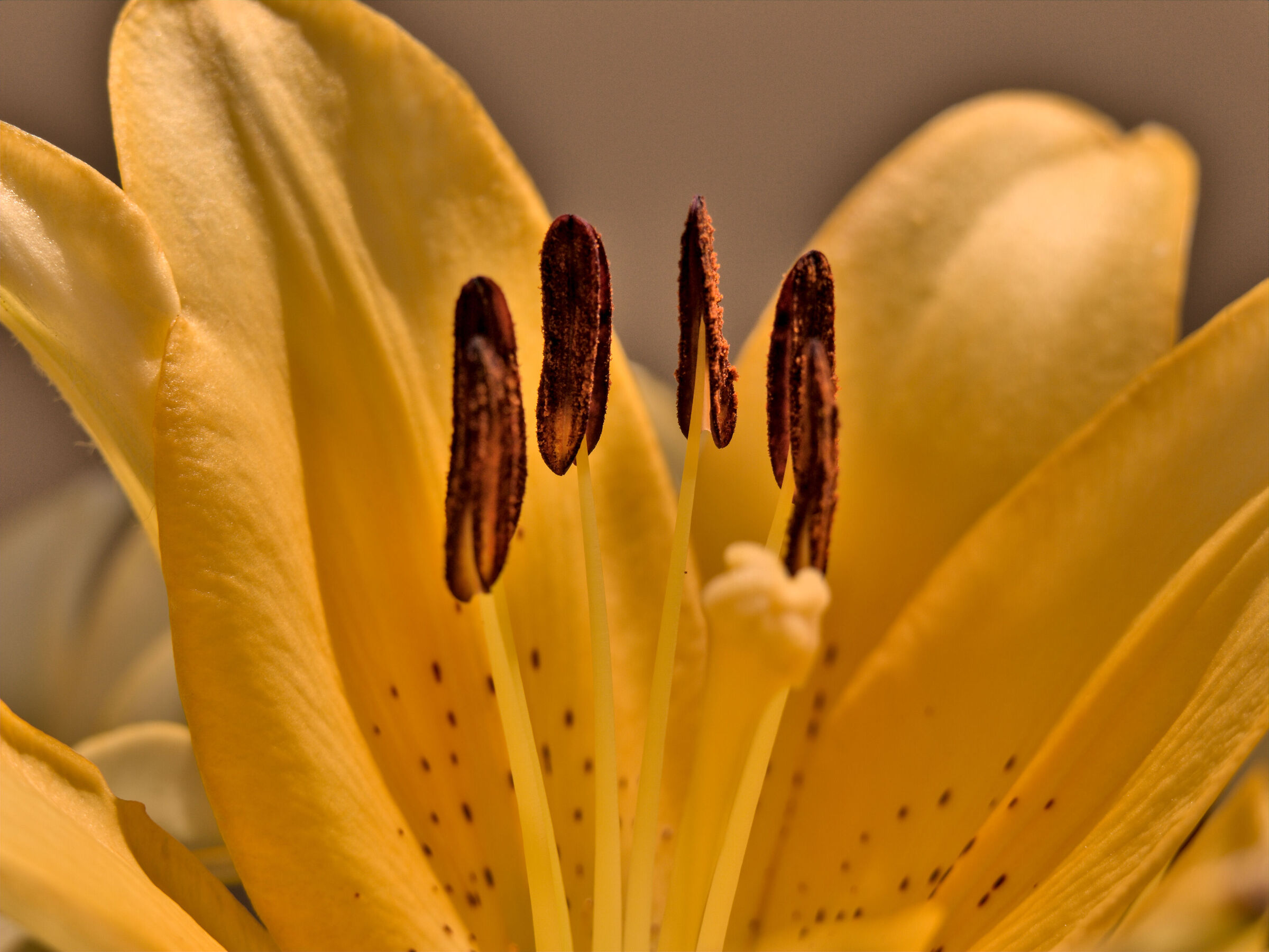 Lilium