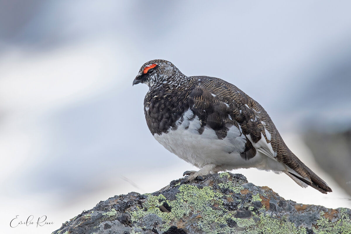 Ptarmigan