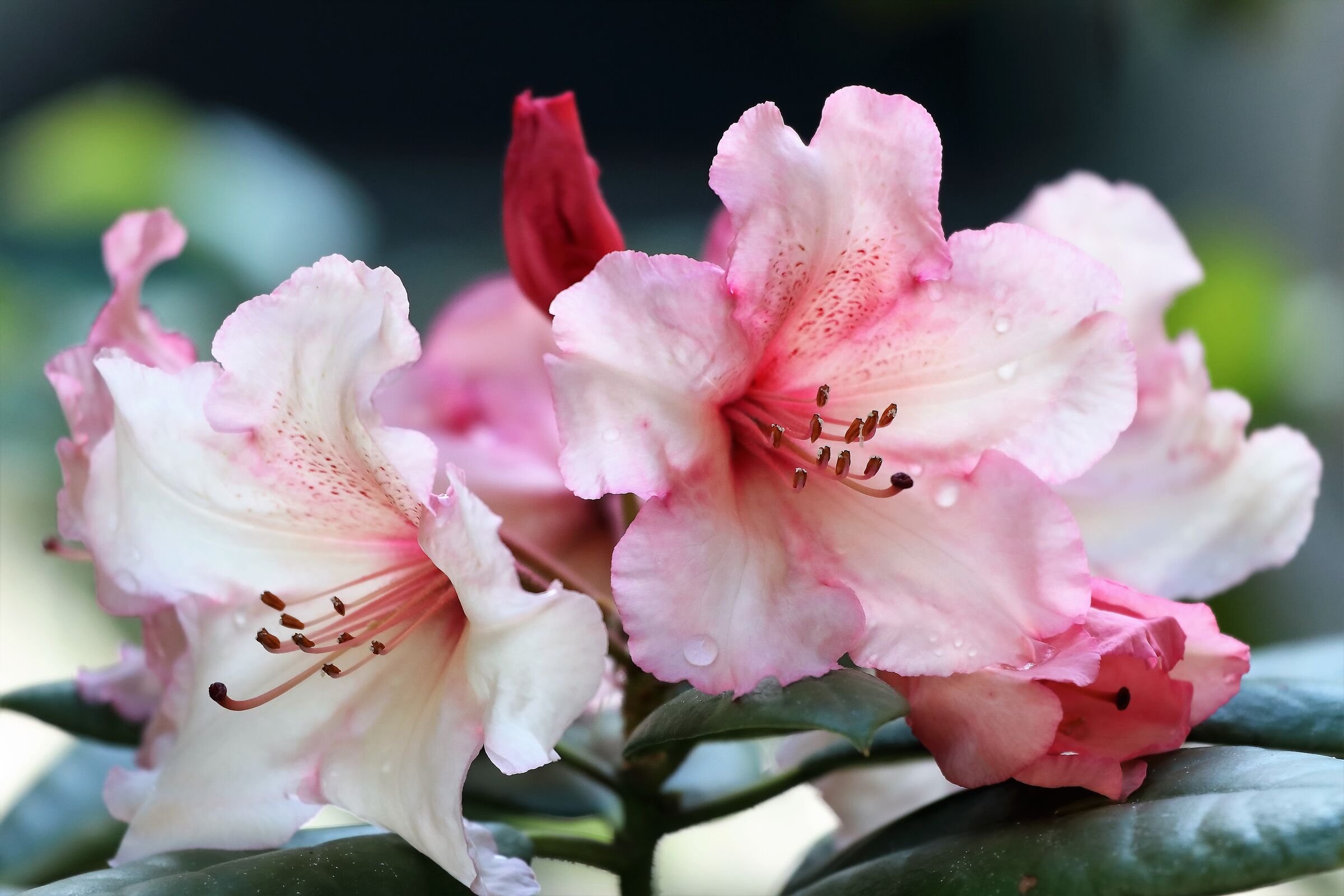 rododendro 02-05-2022