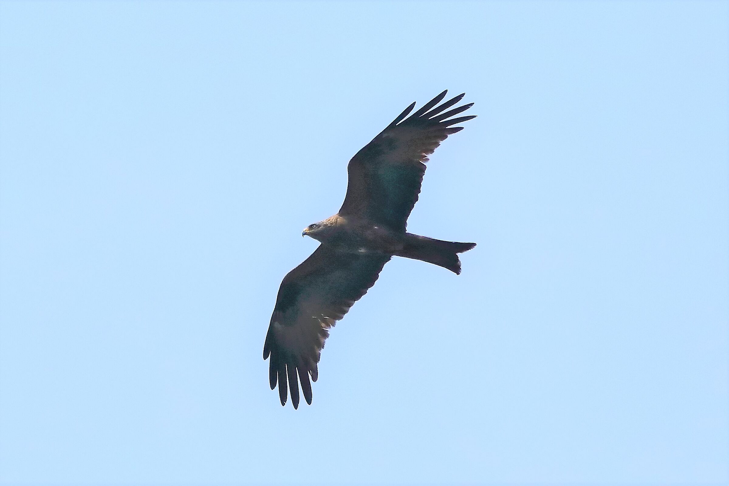 Nibbio bruno 29-04-2022