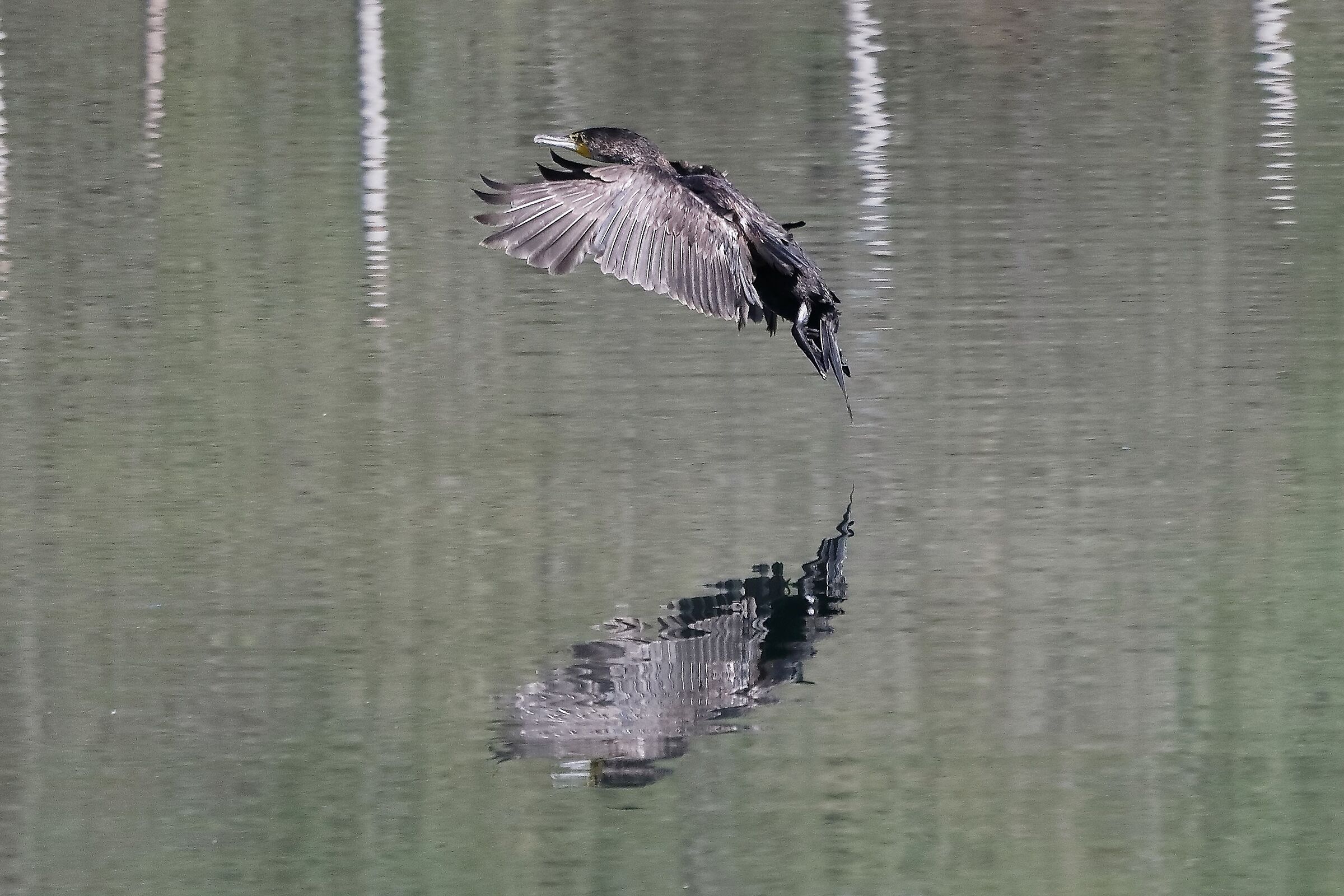 cormorano 01-05-2022