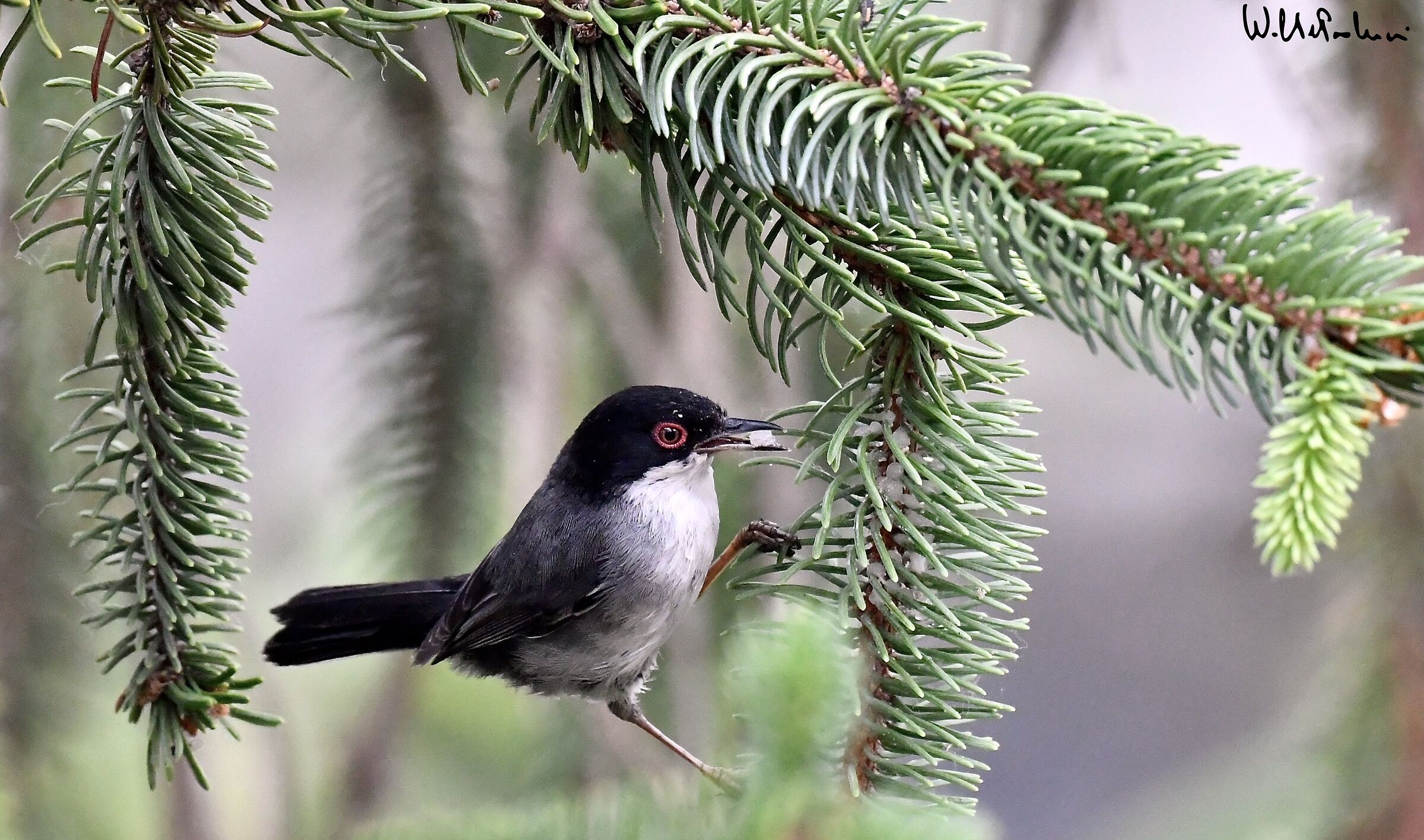 Sardinian warbler