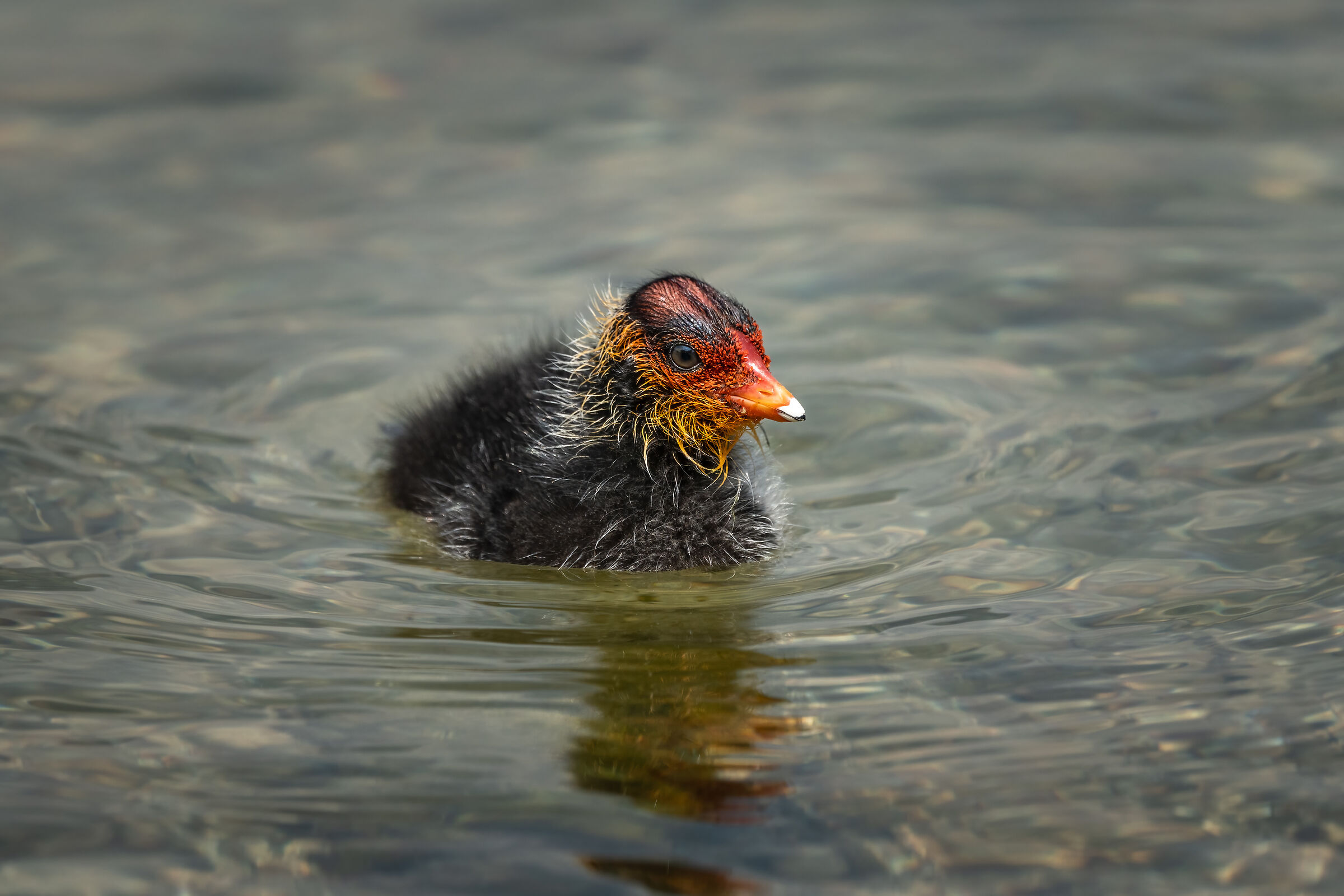 Cucciolo di Folaga (Lago di Caldonazzo)