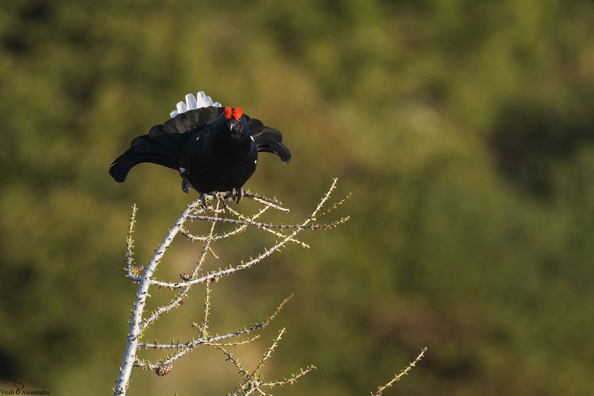 Black grouse