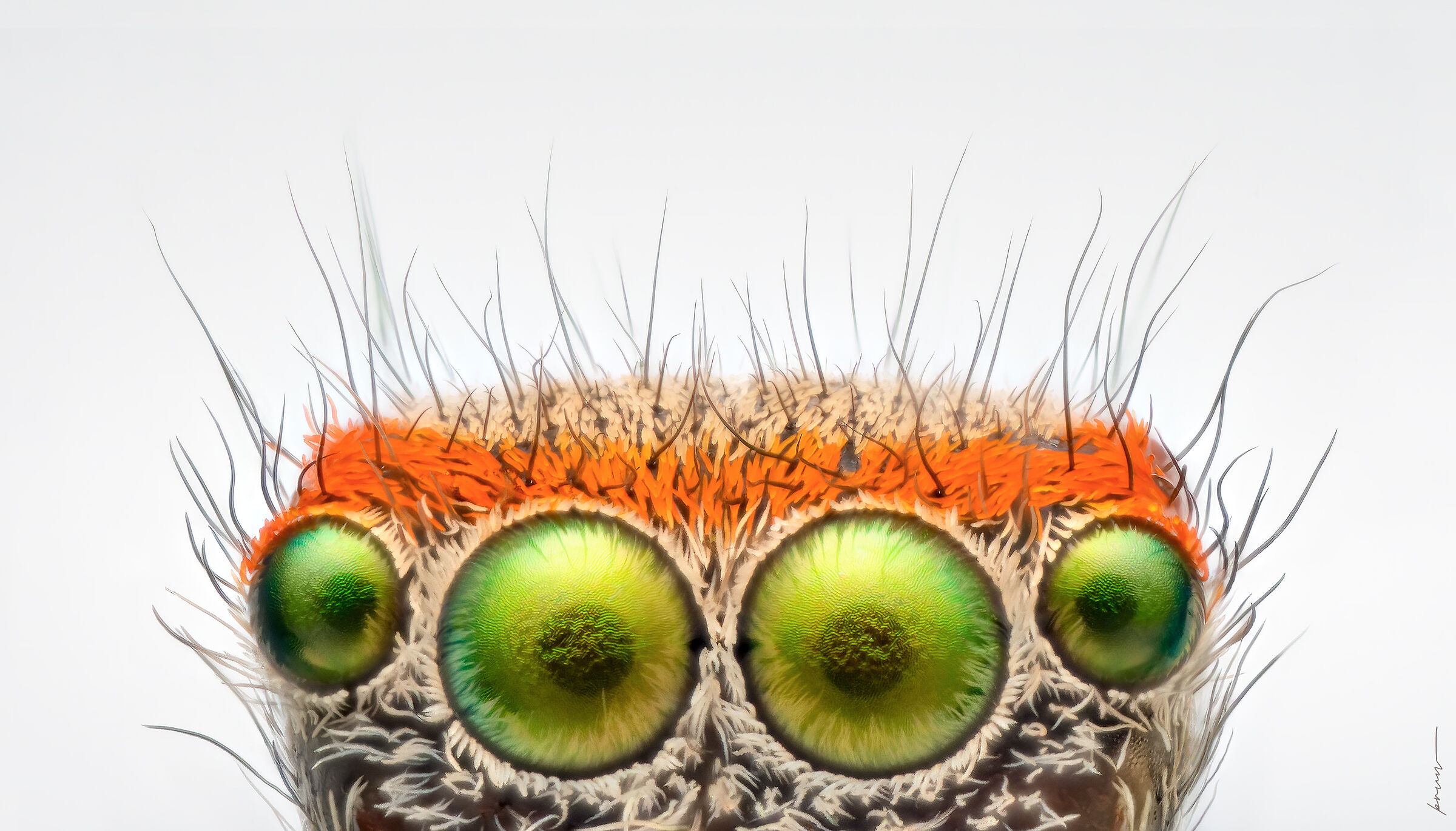 Saitis Barbipes ? Occhi