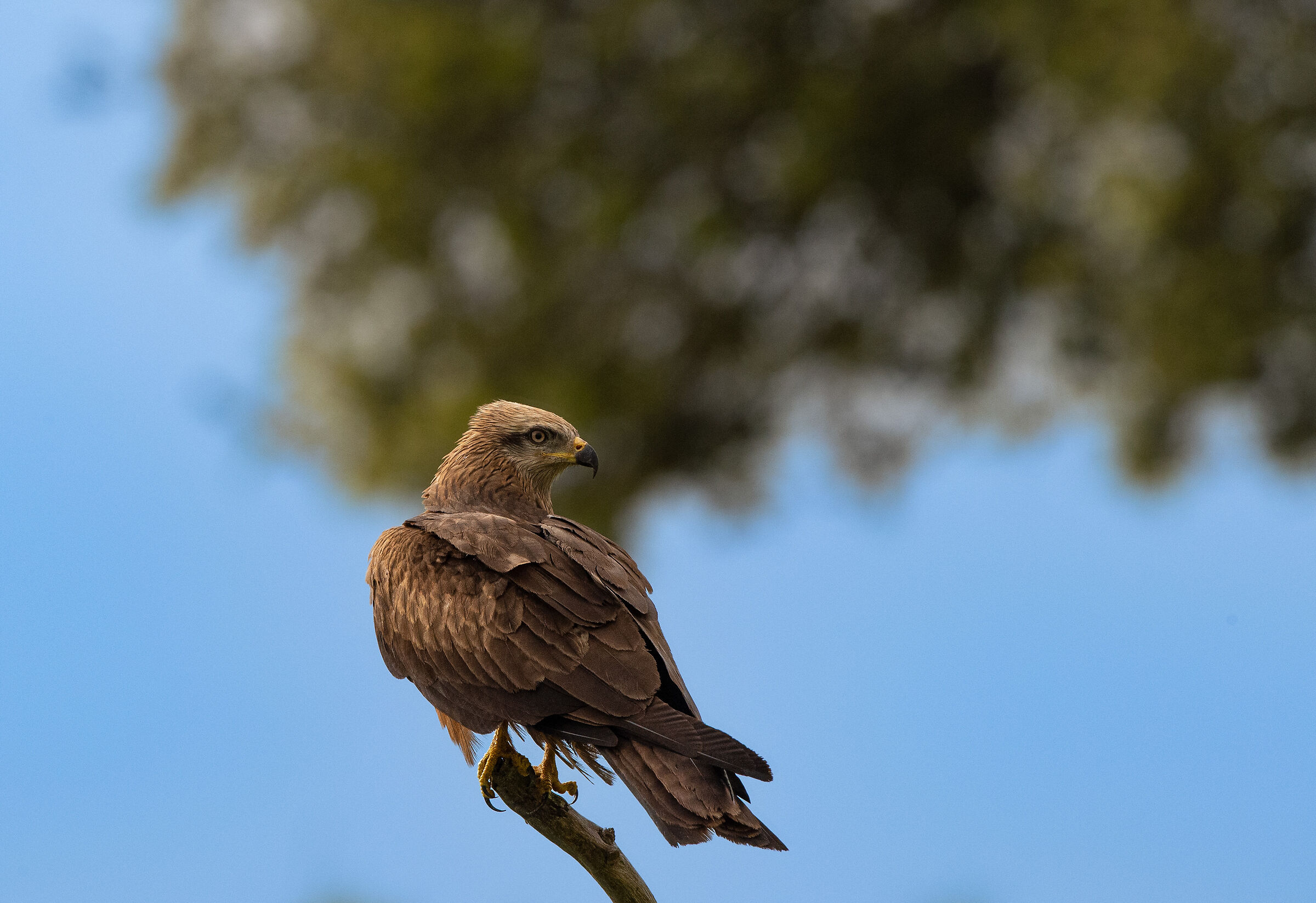 Red kite