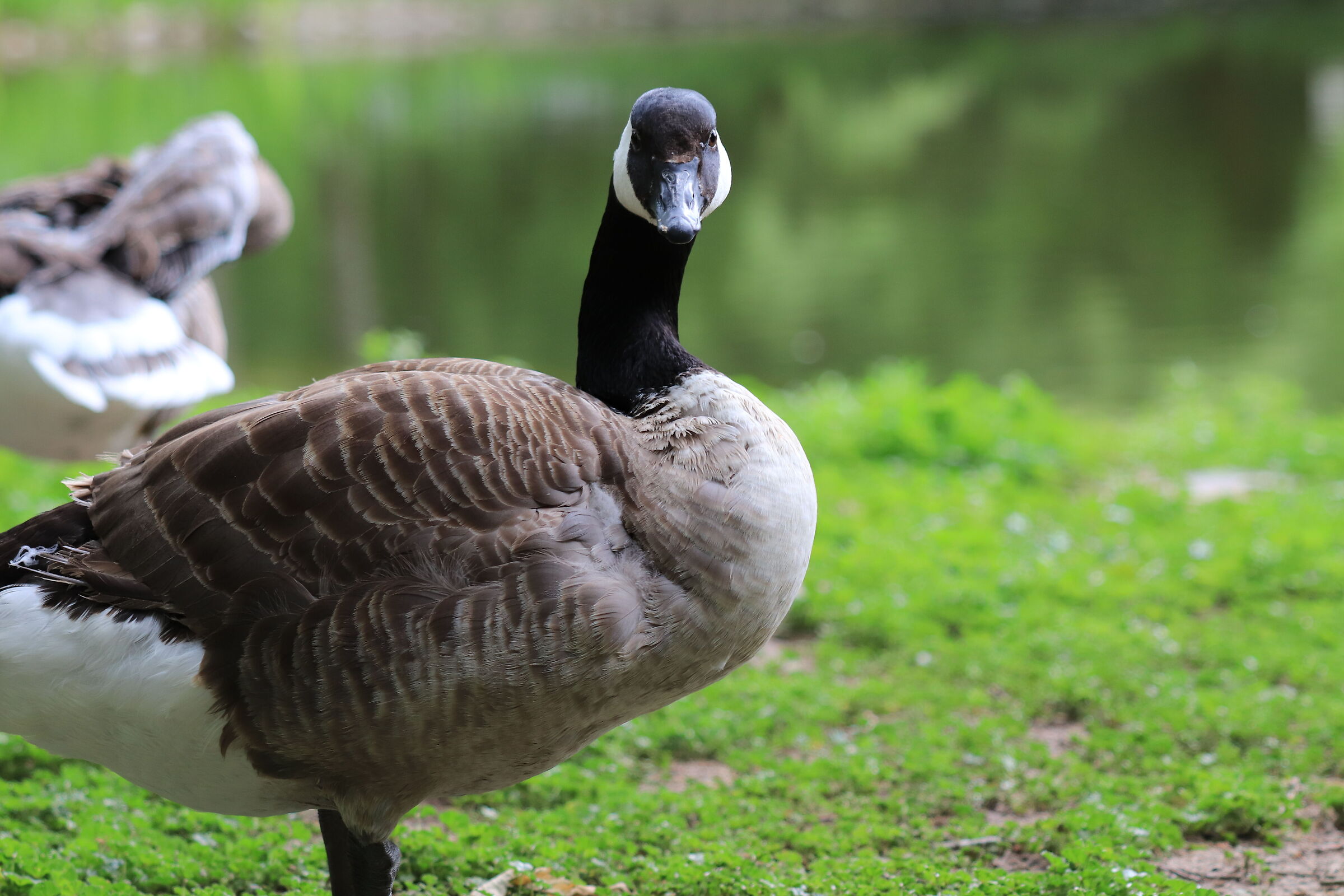 Ciao, cosa ci fai qui?