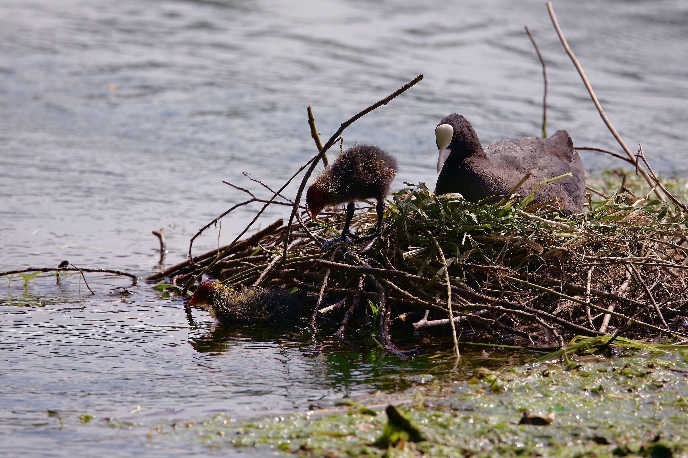 Coots