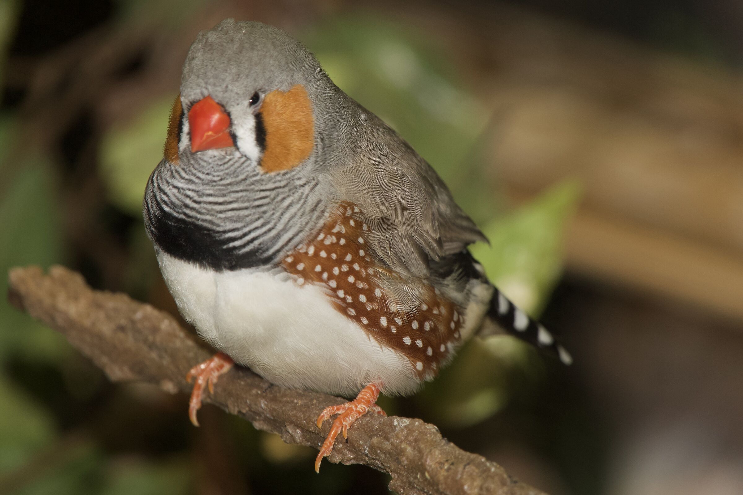 Mandarin diamond