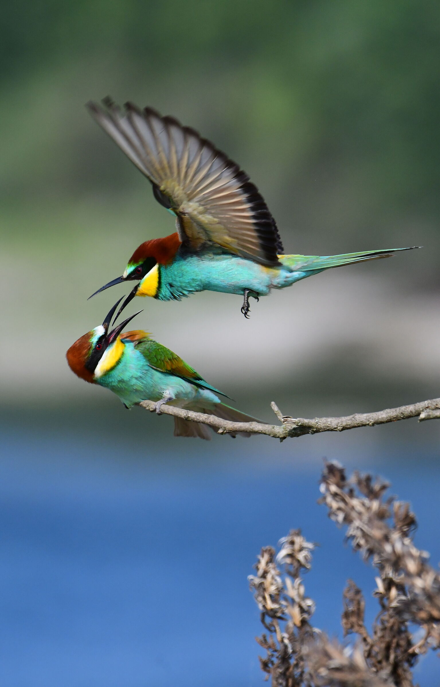 Bee-eater