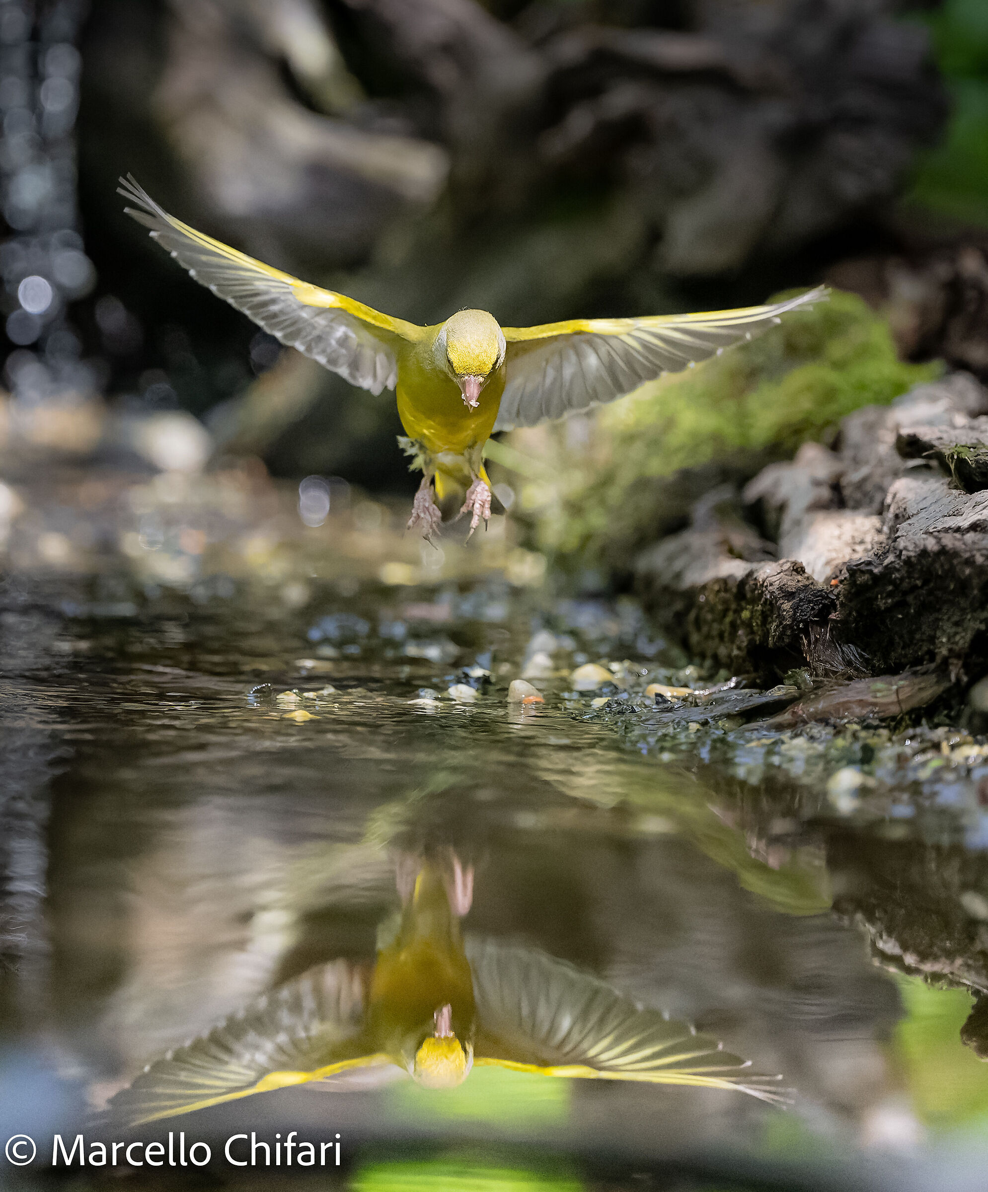 Verdone in volo