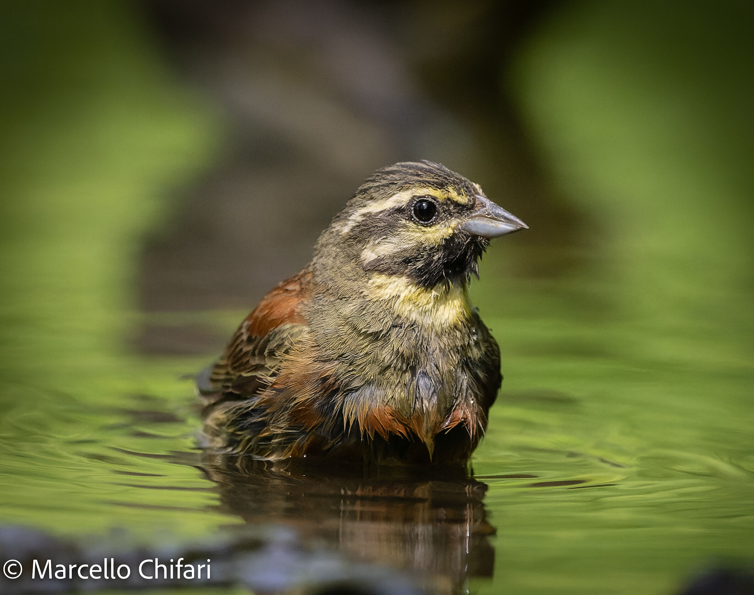 Cirl bunting