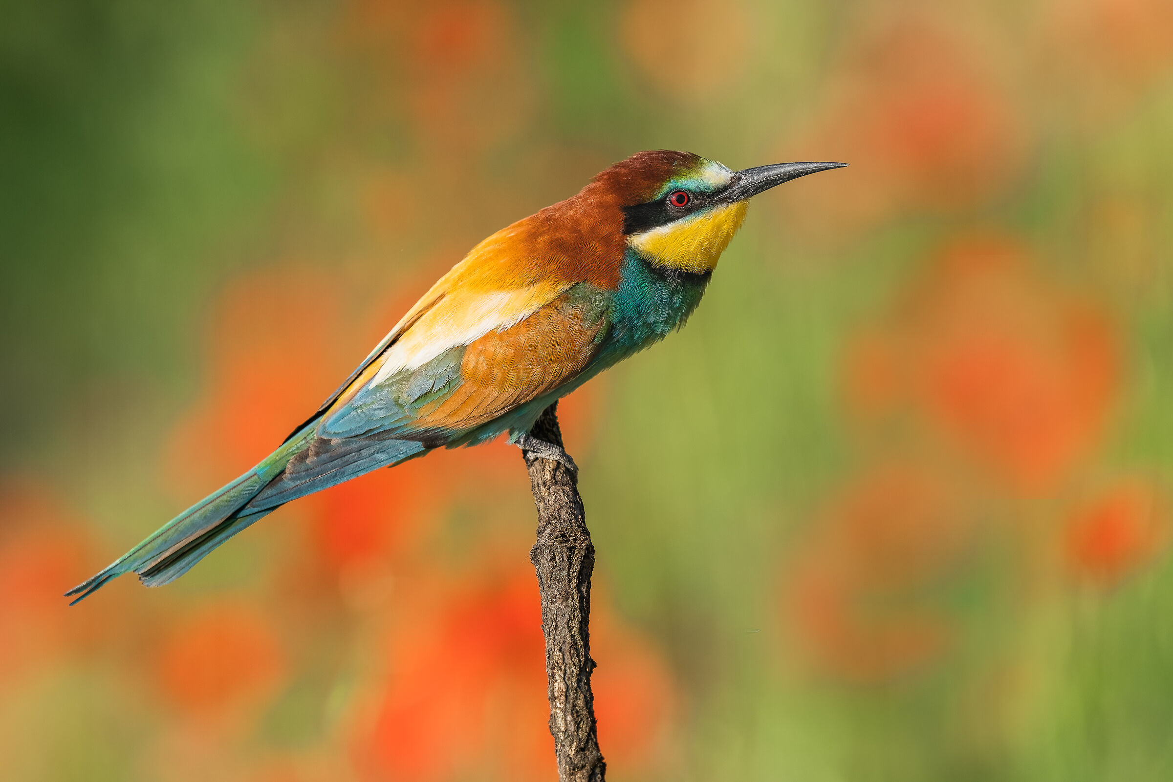 bee-eater