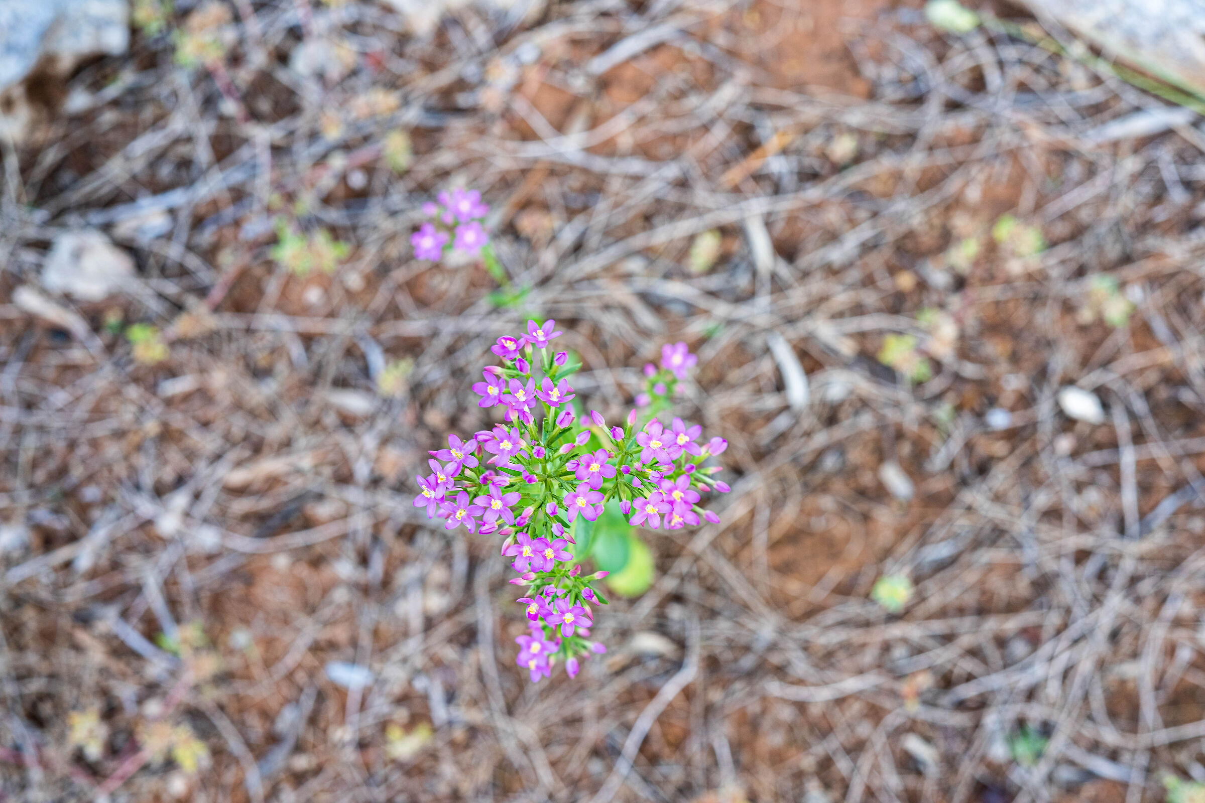 Un mazzolin di fiori