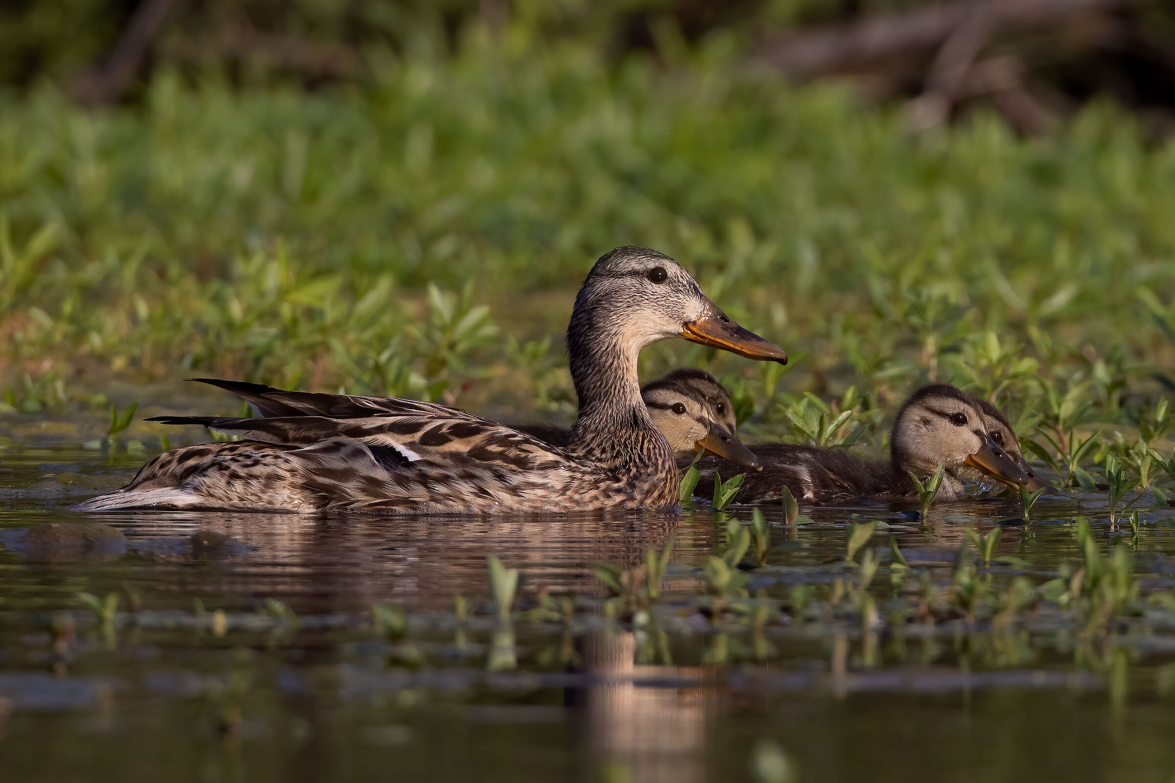 Una nuova generazione