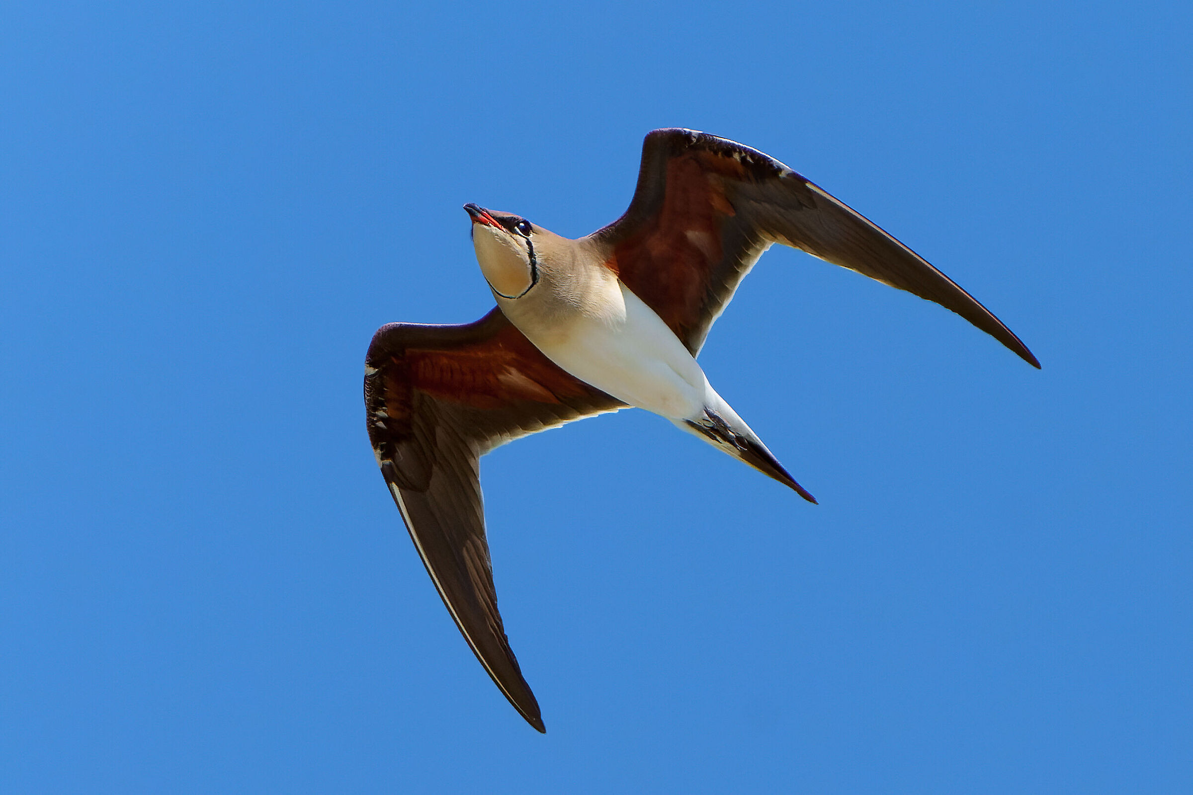 Sea partridge