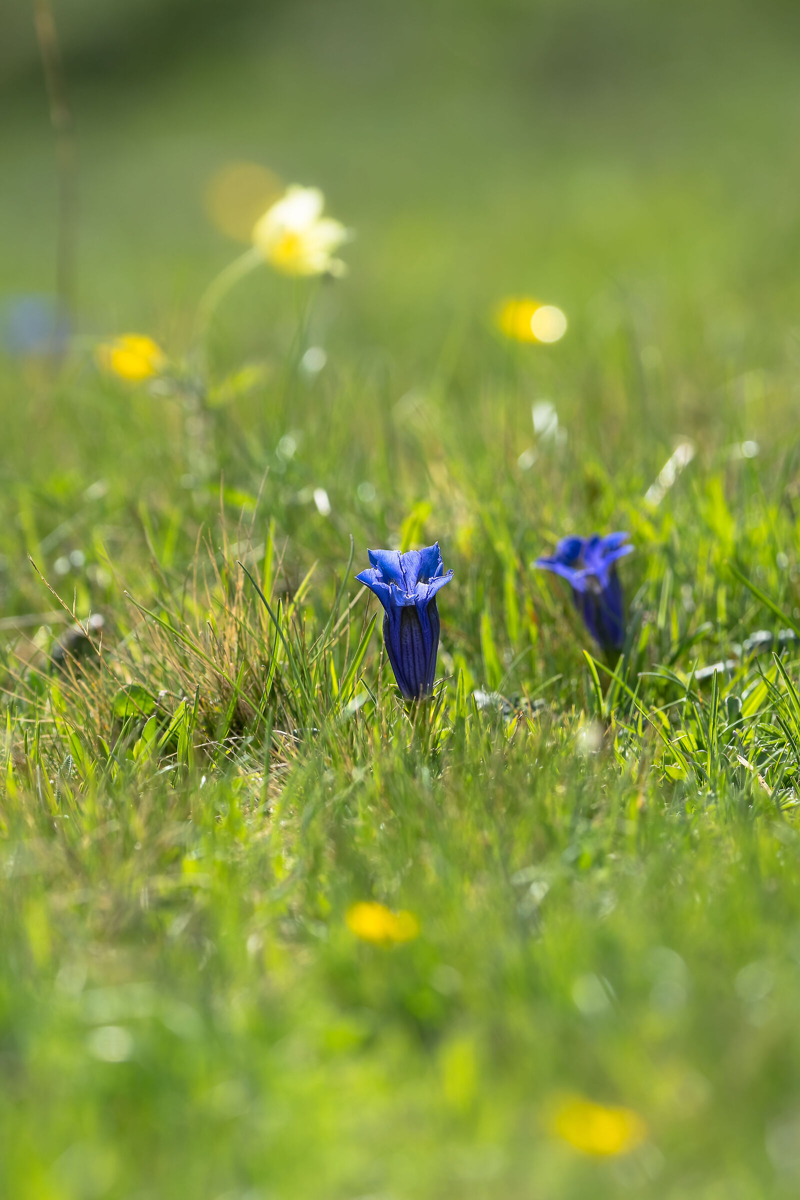 Genzianelle in Val Duron