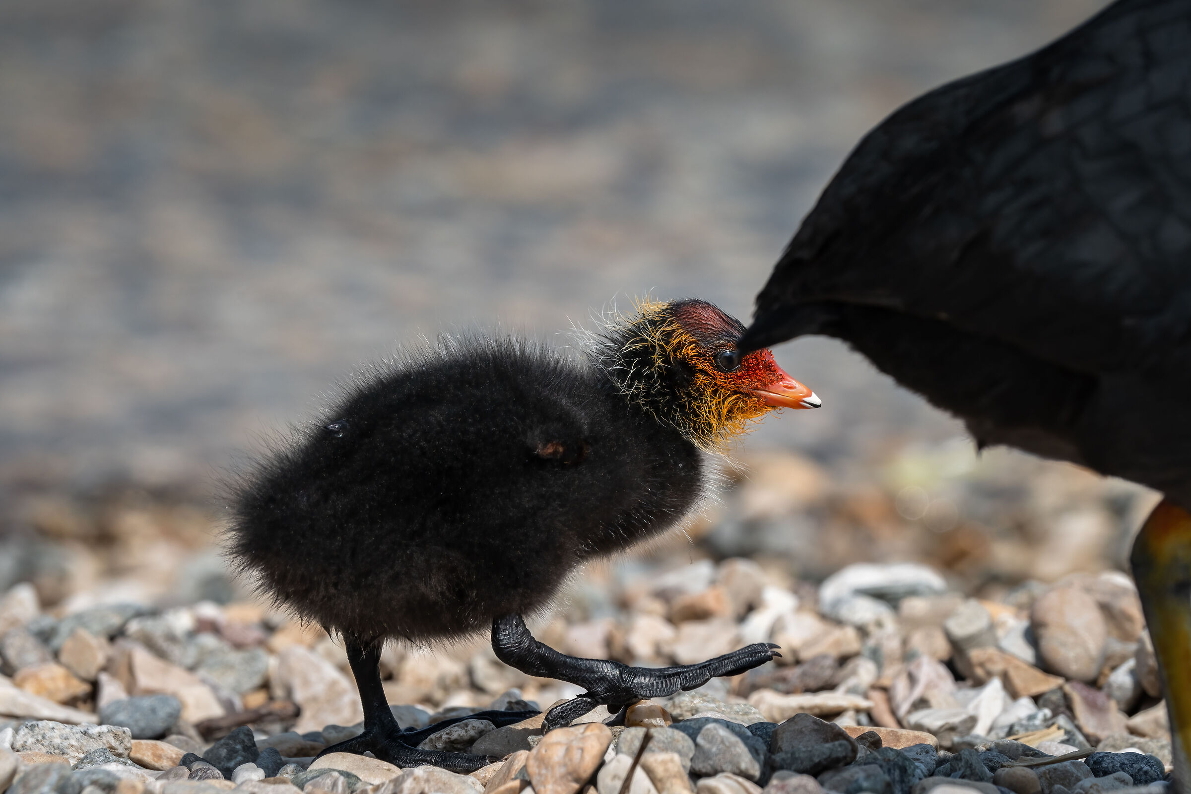 A spasso con la mamma