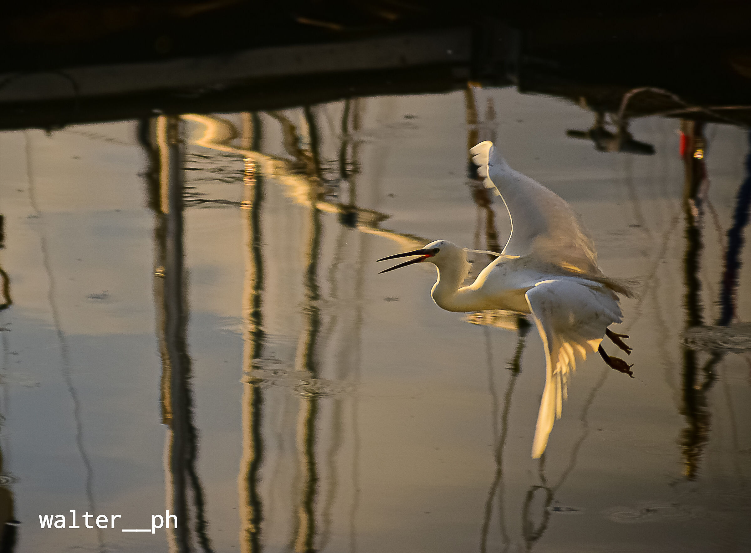 White heron