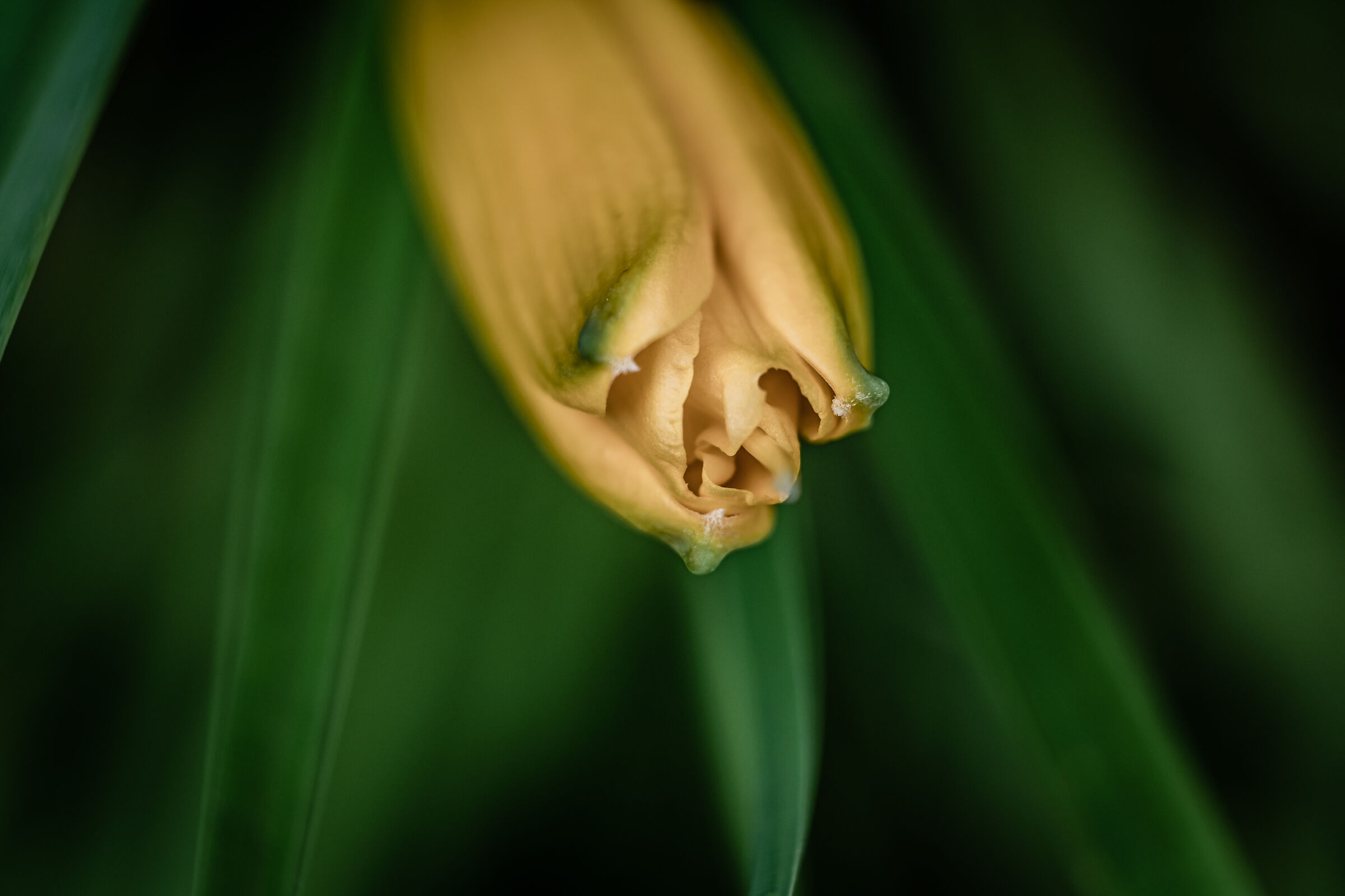 Daylily - Hemerocallis Stella D'Oro
