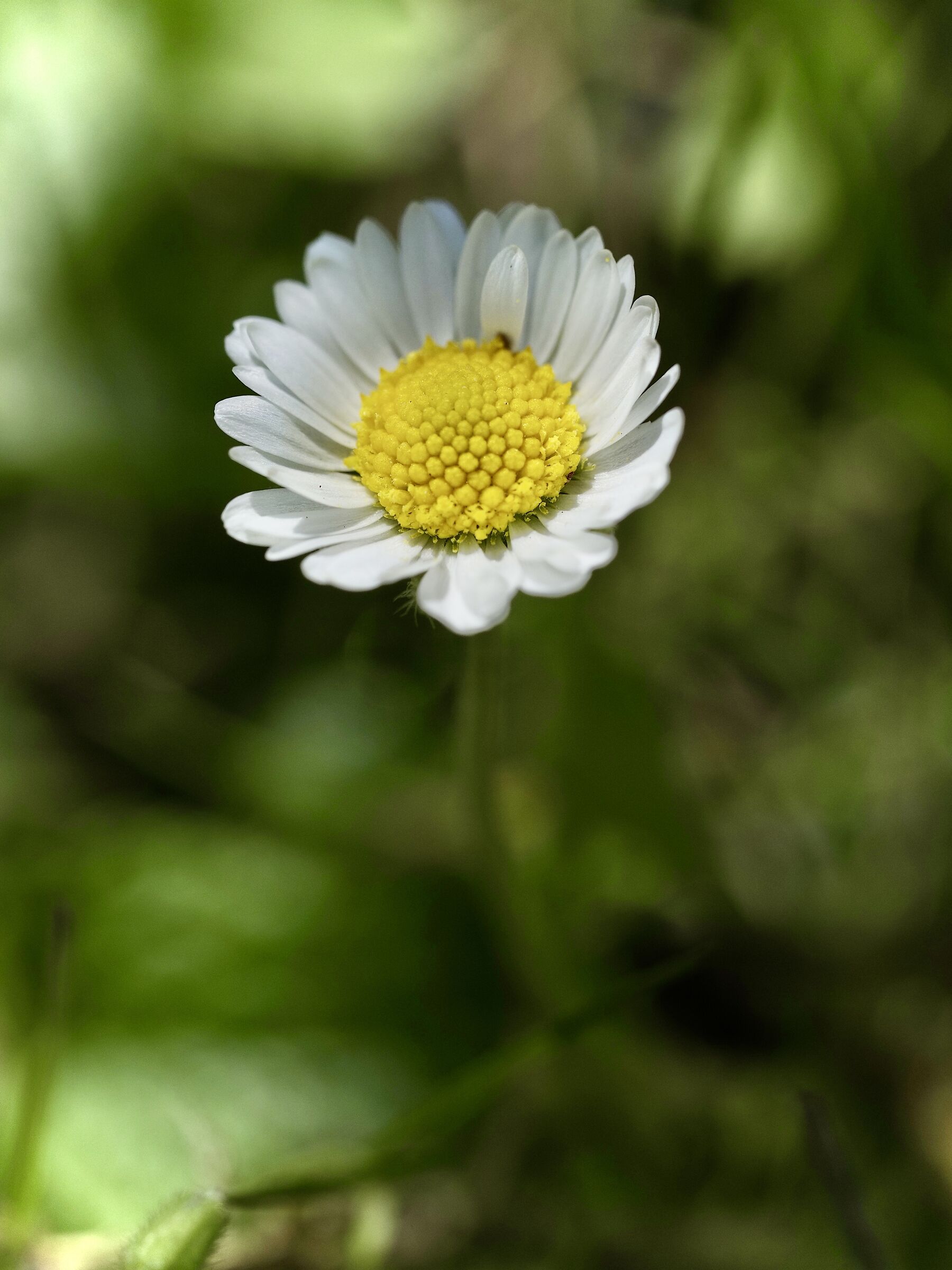 Bianco, giallo e verde